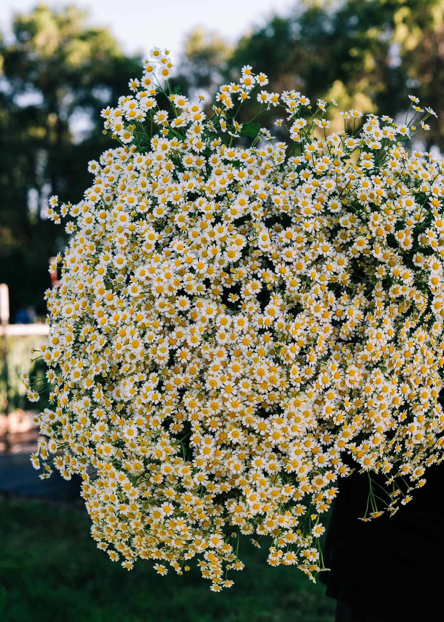 TANACETUM parthenium
