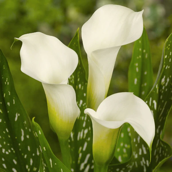 ZANTEDESCHIA x Snow Storm