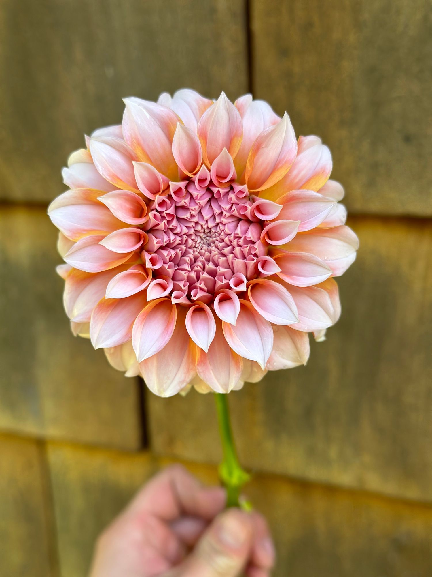 DAHLIA Peaches n Cream