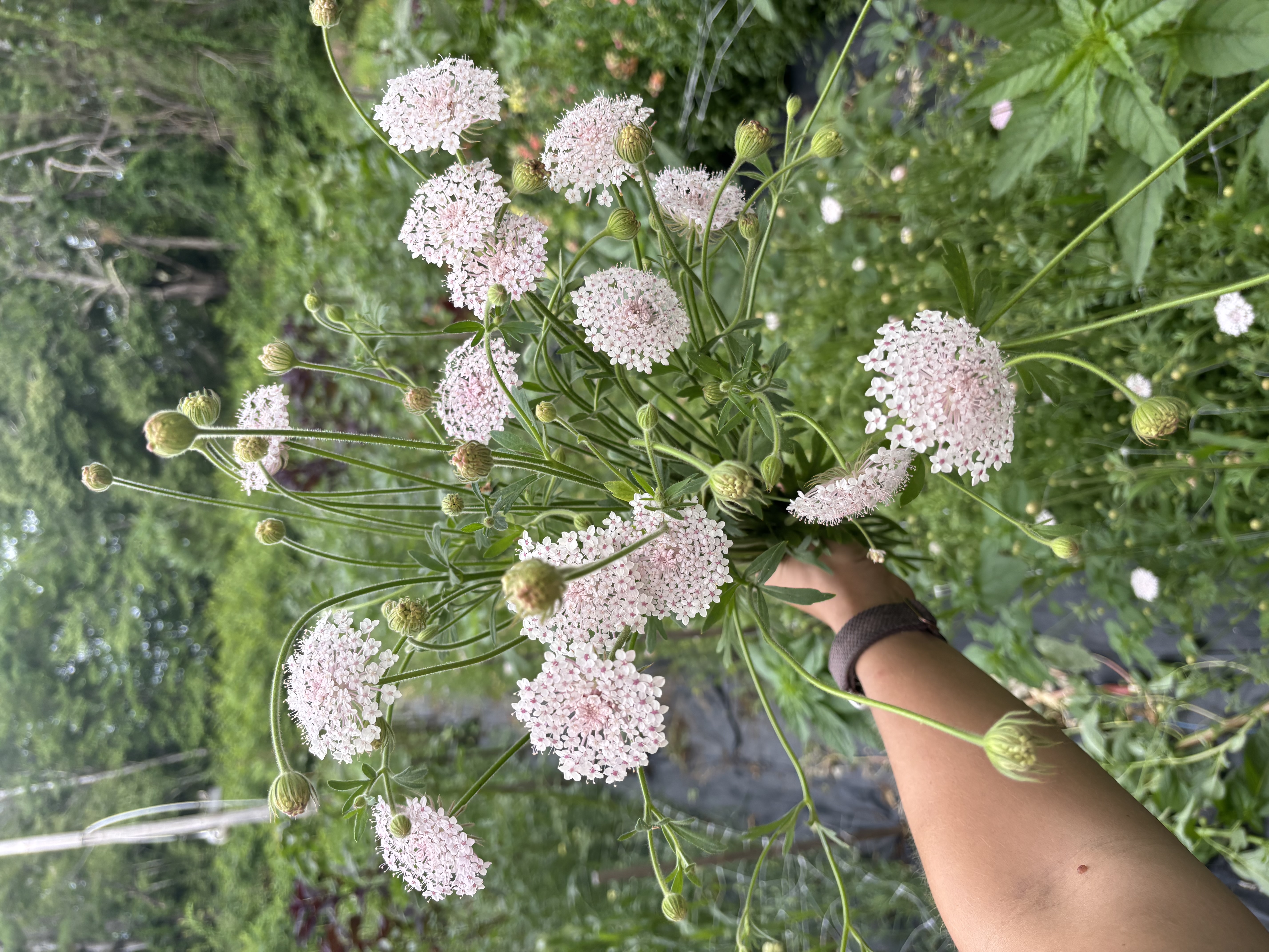 TRACHYMENE coerulea Lacy Pink