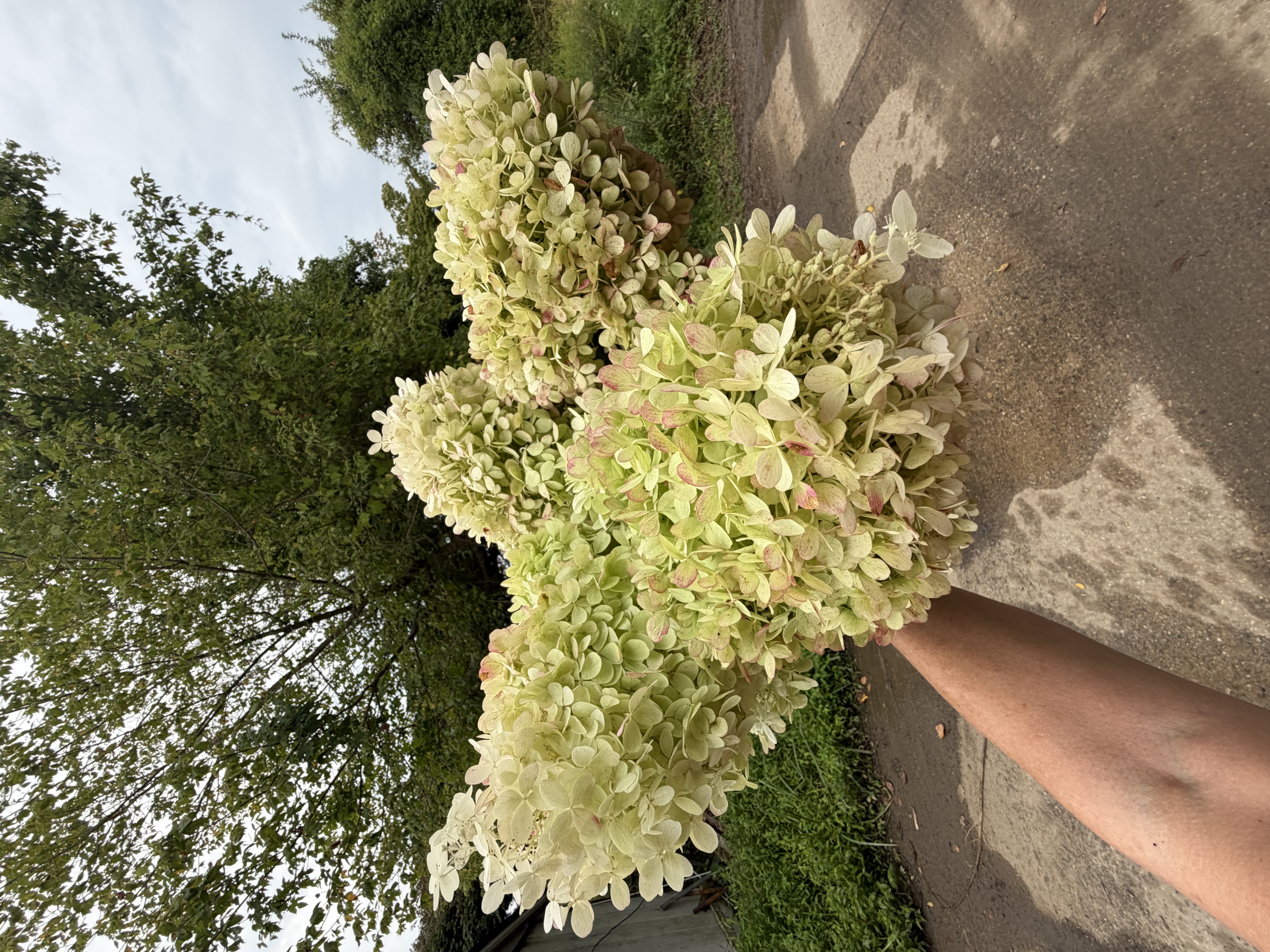 HYDRANGEA paniculata