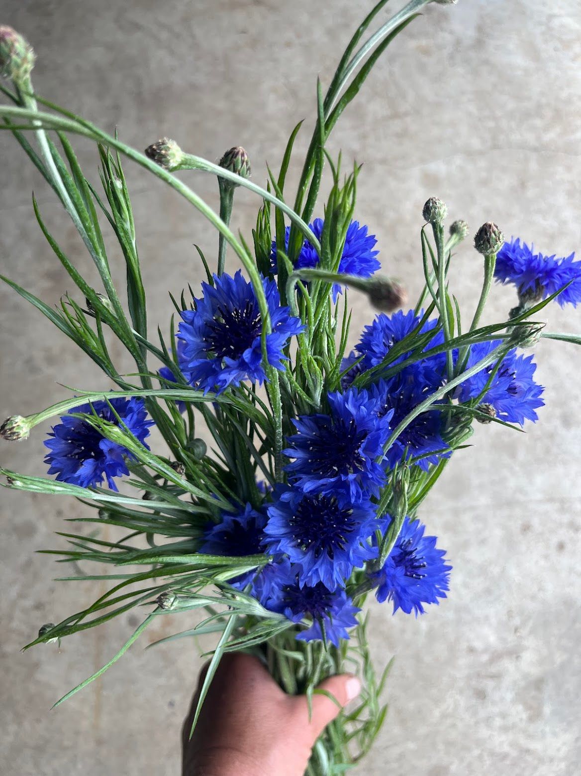 CENTAUREA cyanus Blue Boy