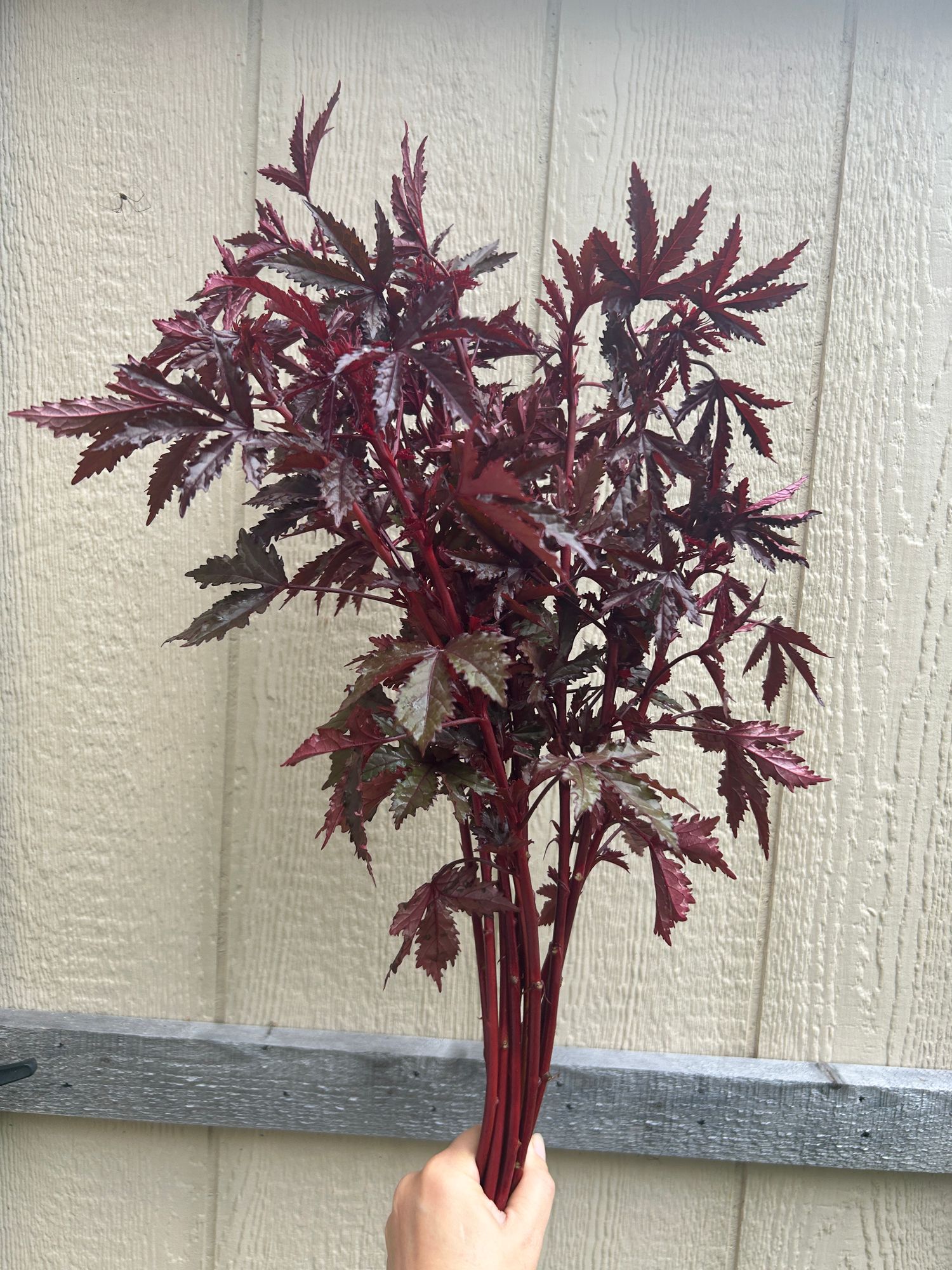 HIBISCUS acetosella