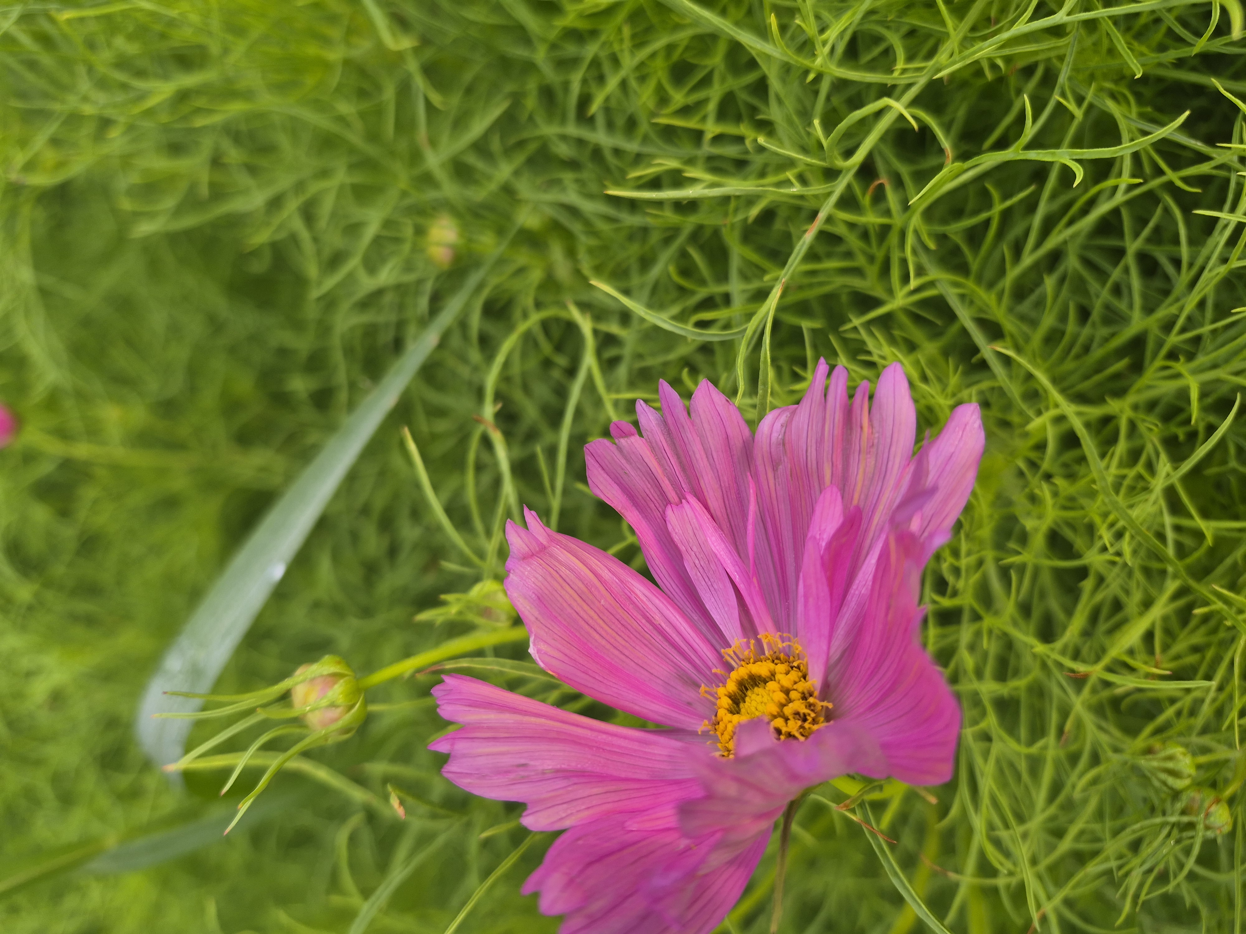 COSMOS bipinnatus Apricotta