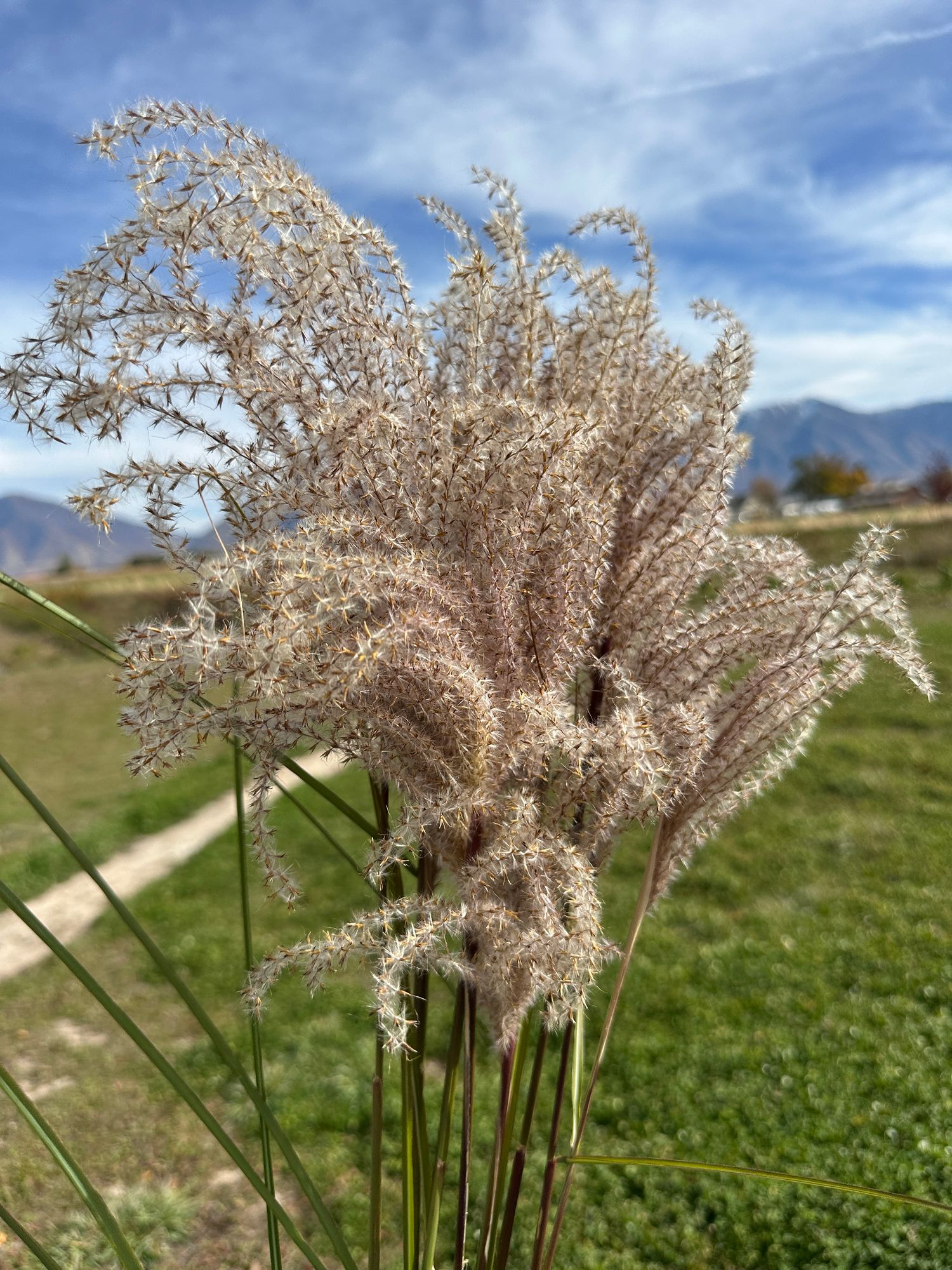 MISCANTHUS oligostachyus