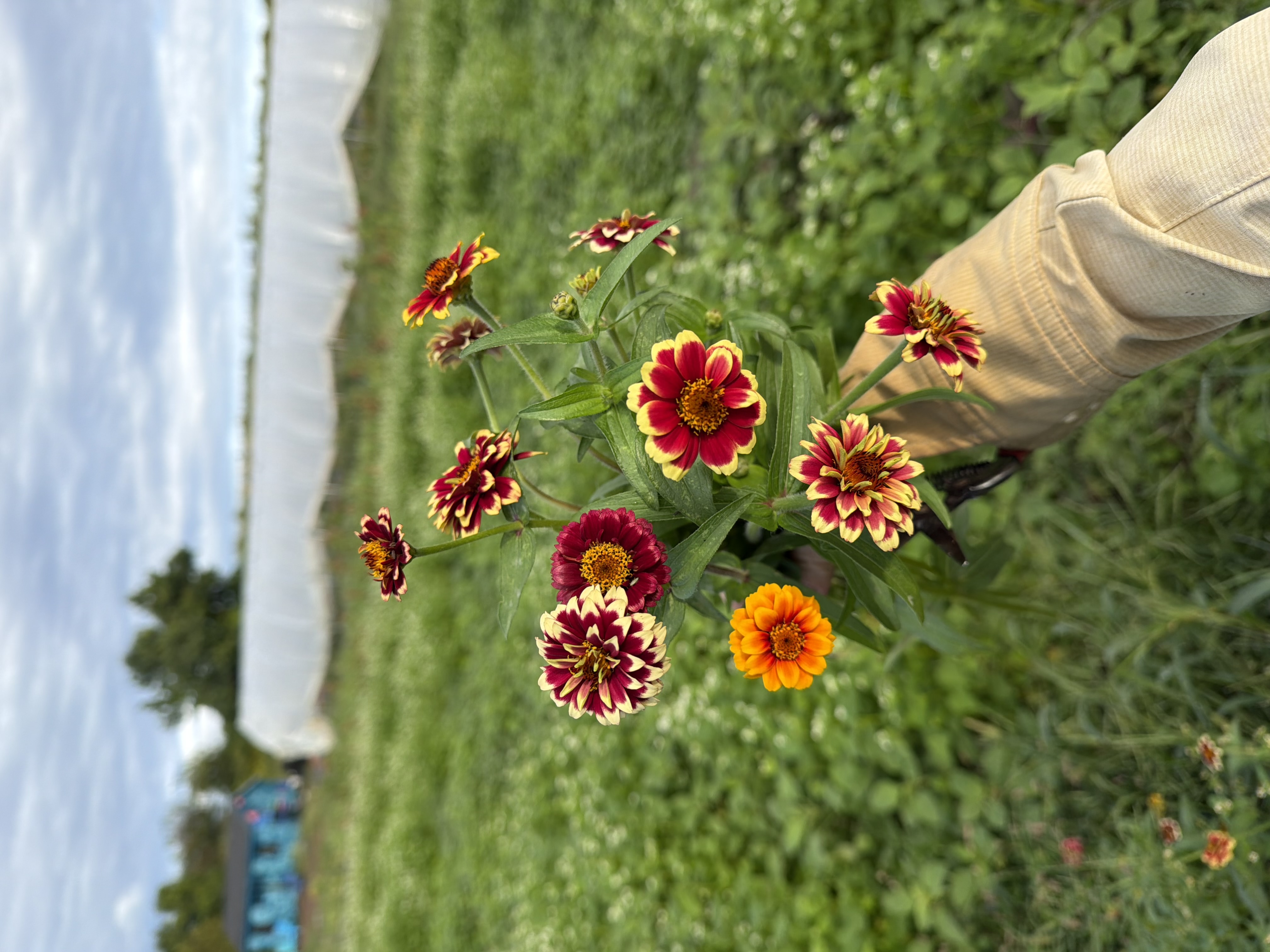 ZINNIA haageana Jazzy Mix