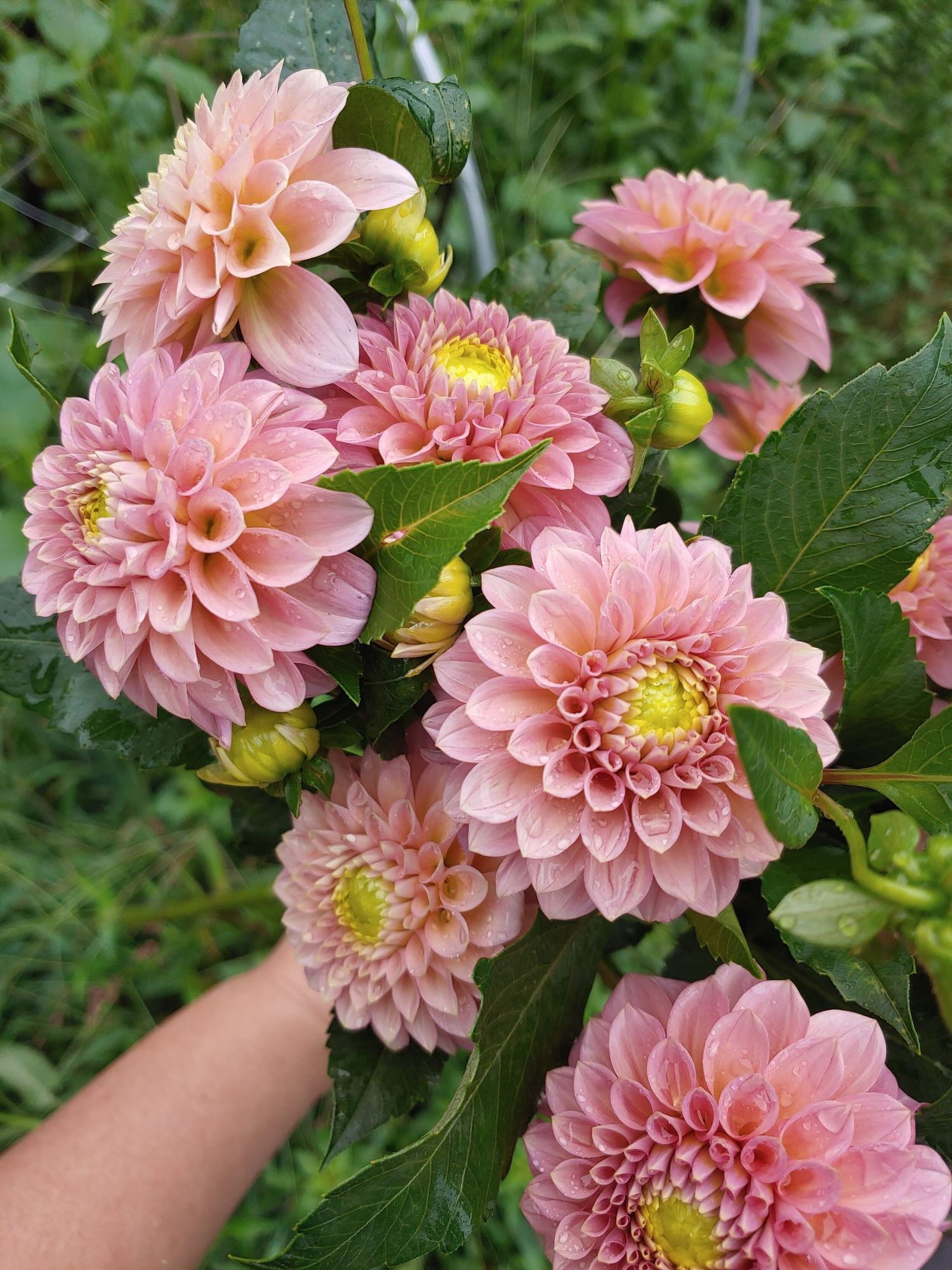 DAHLIA Rock Run Ashley