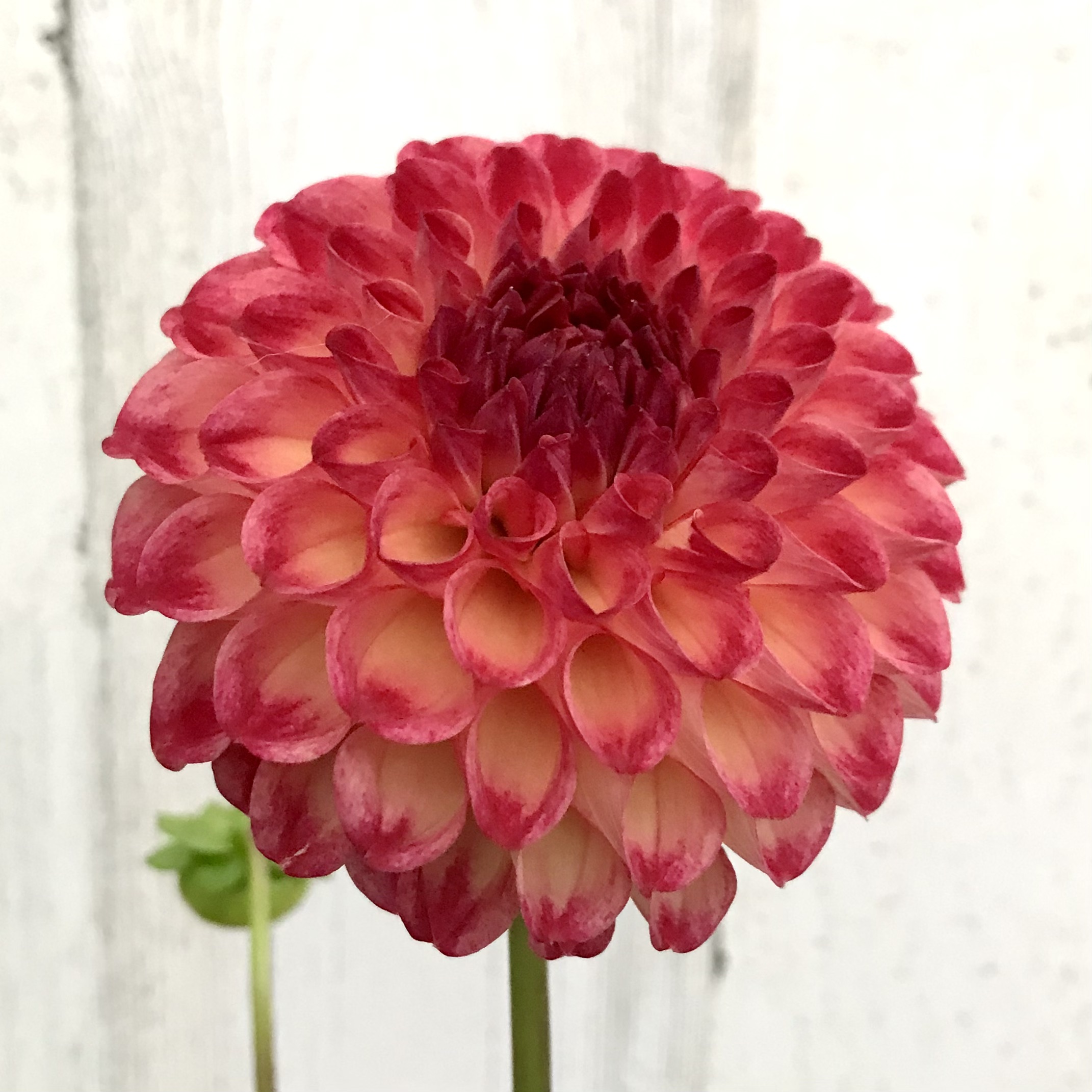 DAHLIA Camano Modor