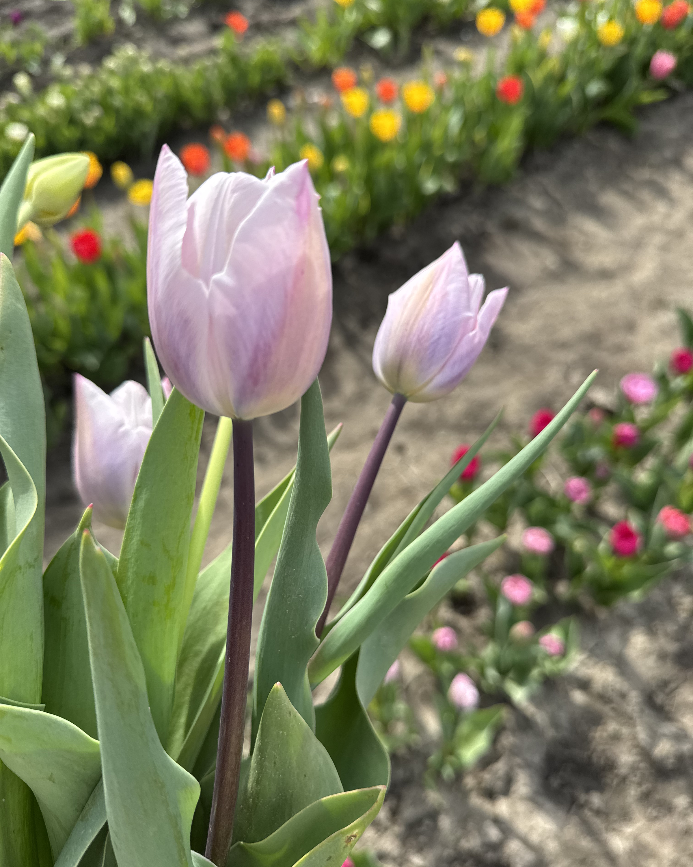 TULIPA