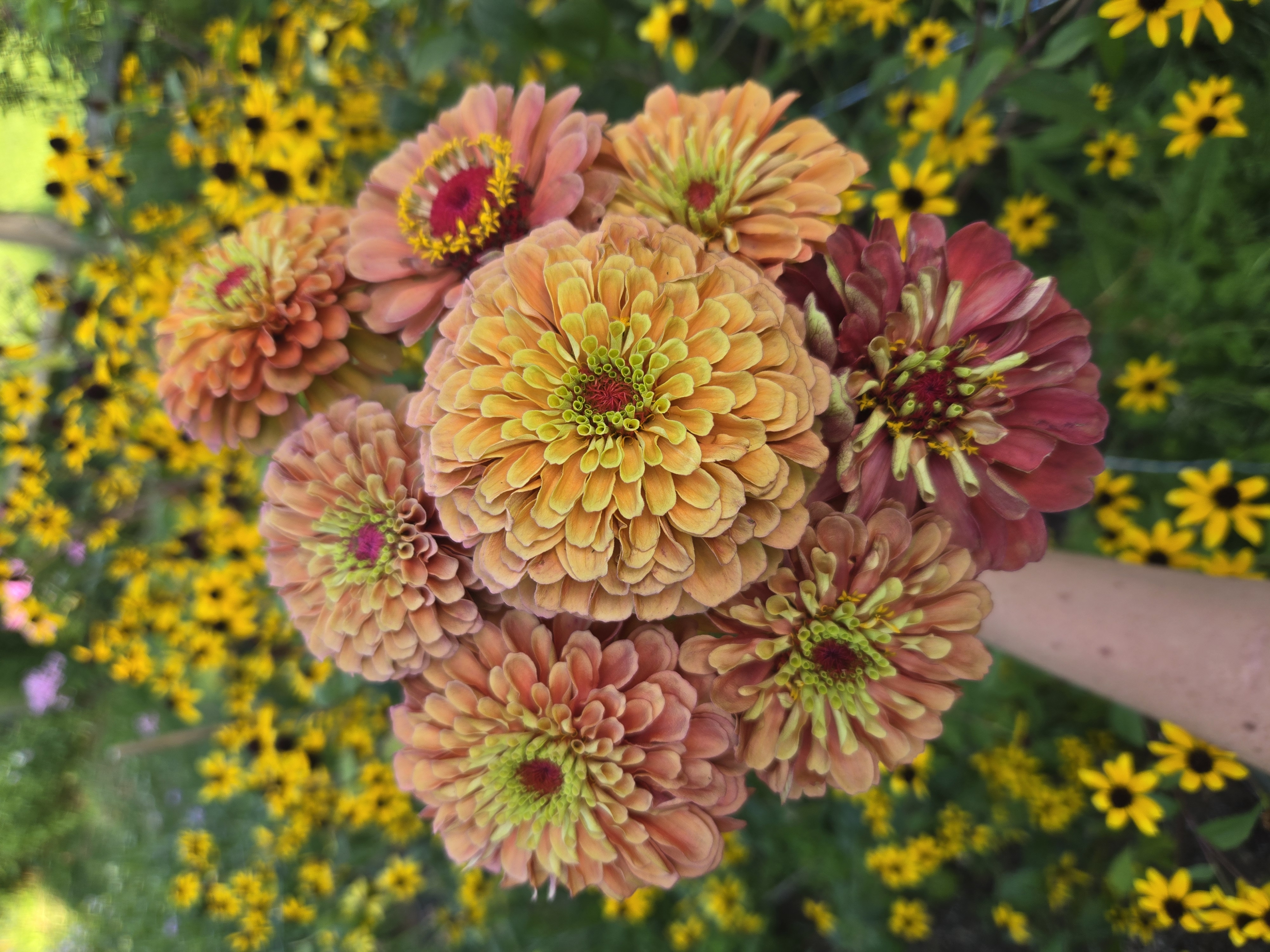 ZINNIA elegans Queeny Lime Orange