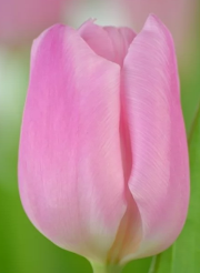TULIPA Aafke