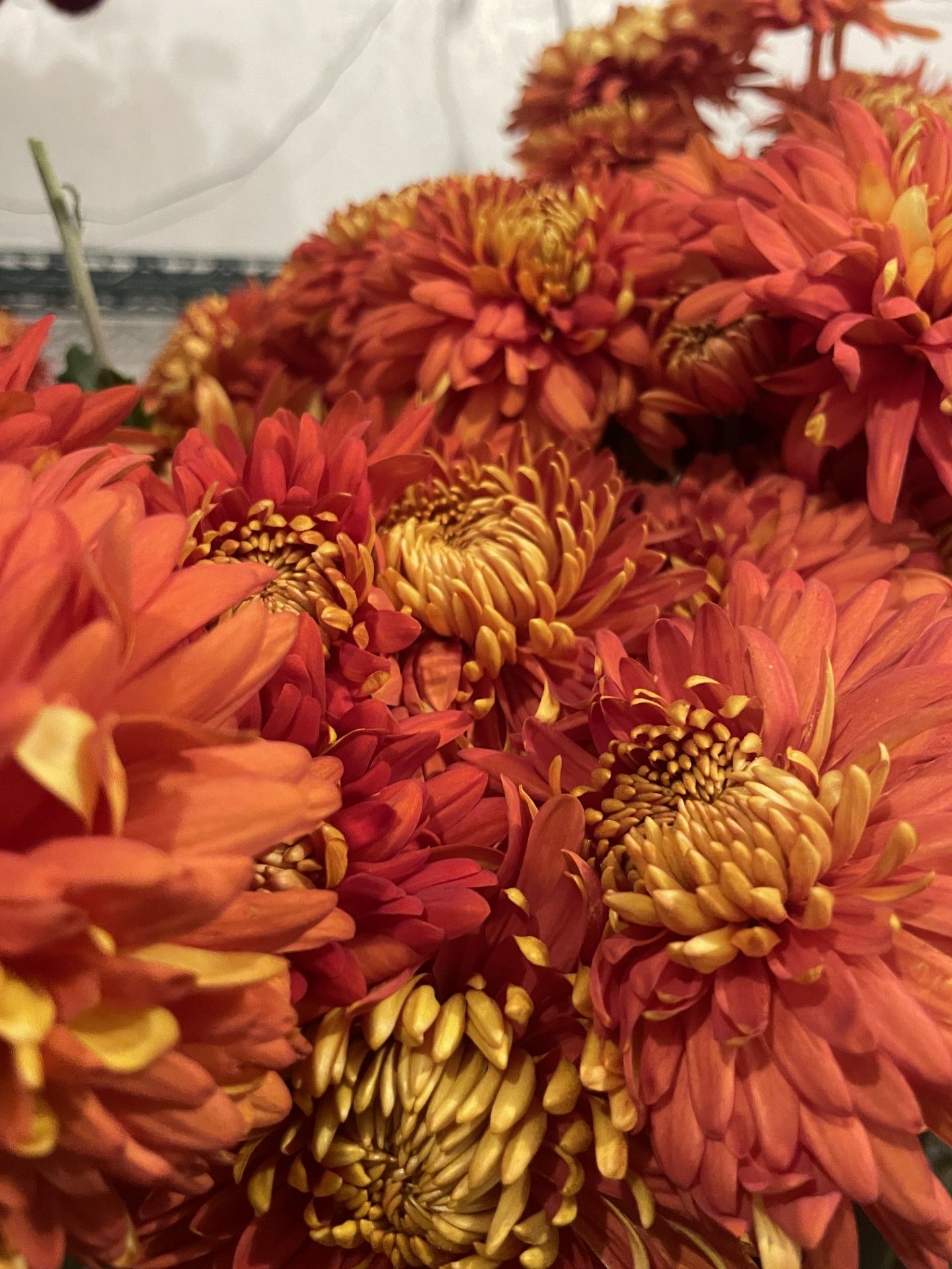 CHRYSANTHEMUM x Indian Summer