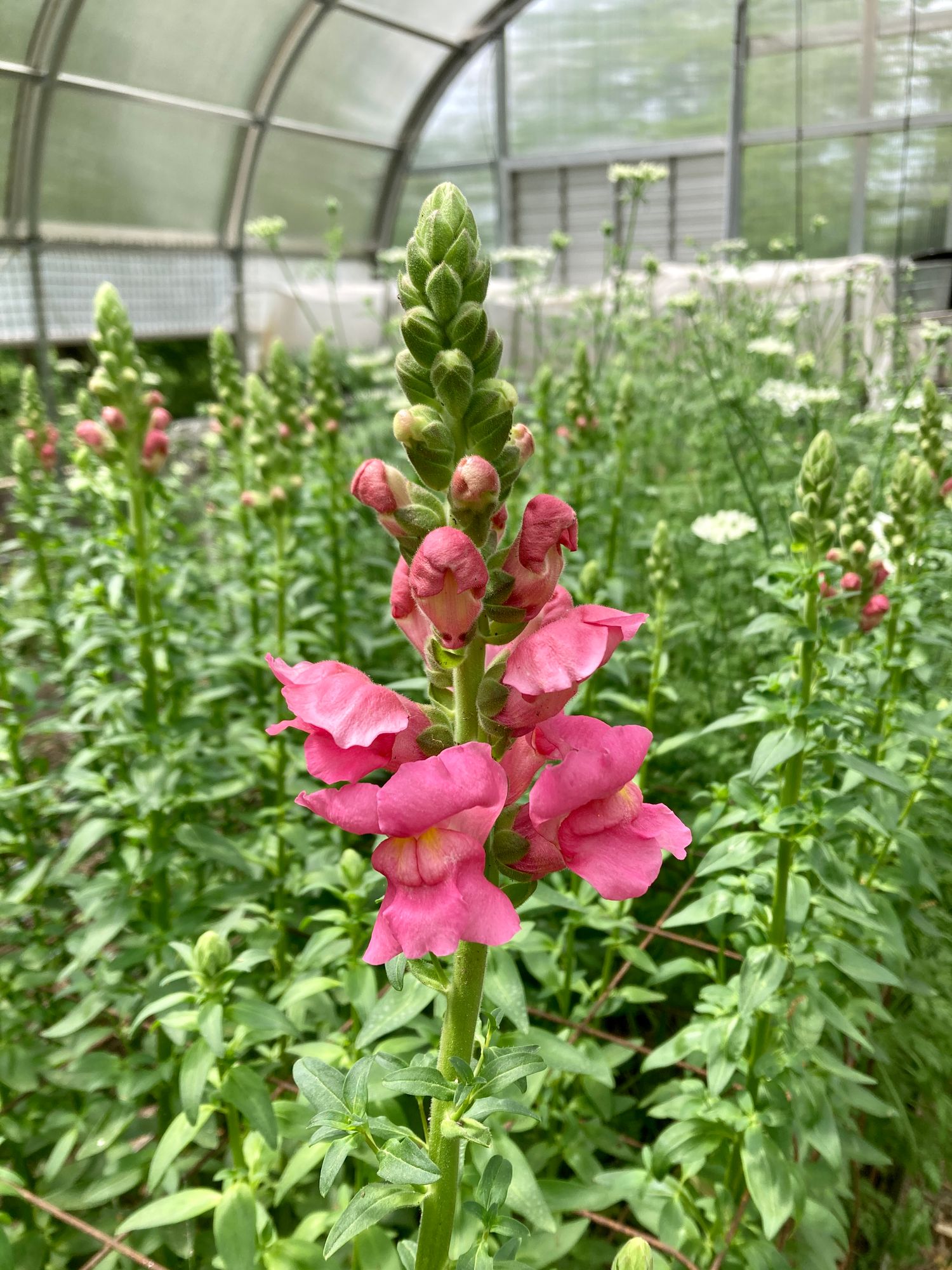 ANTIRRHINUM majus Costa Rose