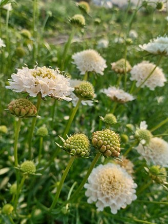 SCABIOSA atropurpurea x caucasica Focal Scoop White