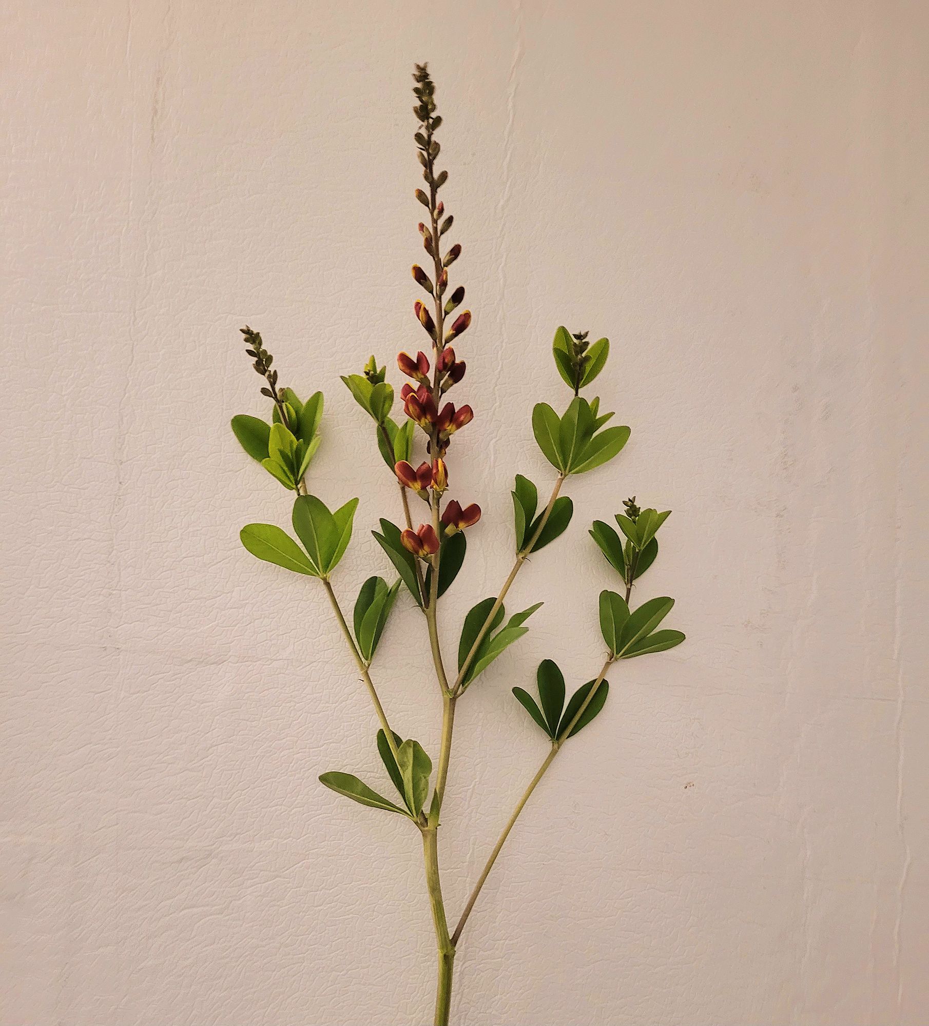 BAPTISIA x Decadence Cherries Jubilee