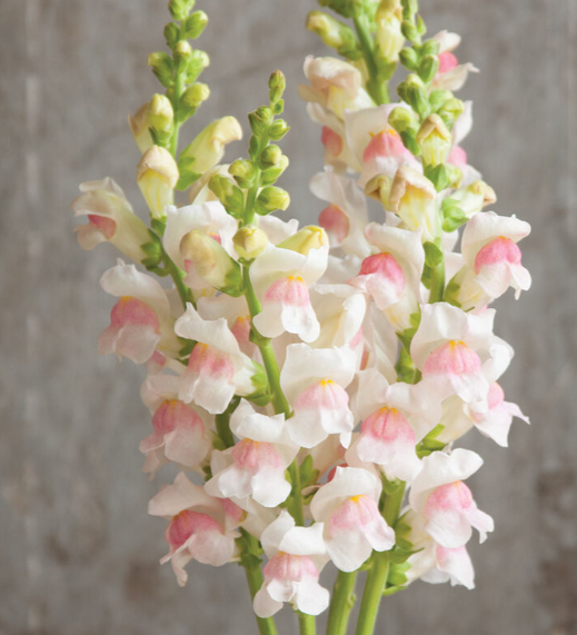 ANTIRRHINUM majus Potomac Appleblossom