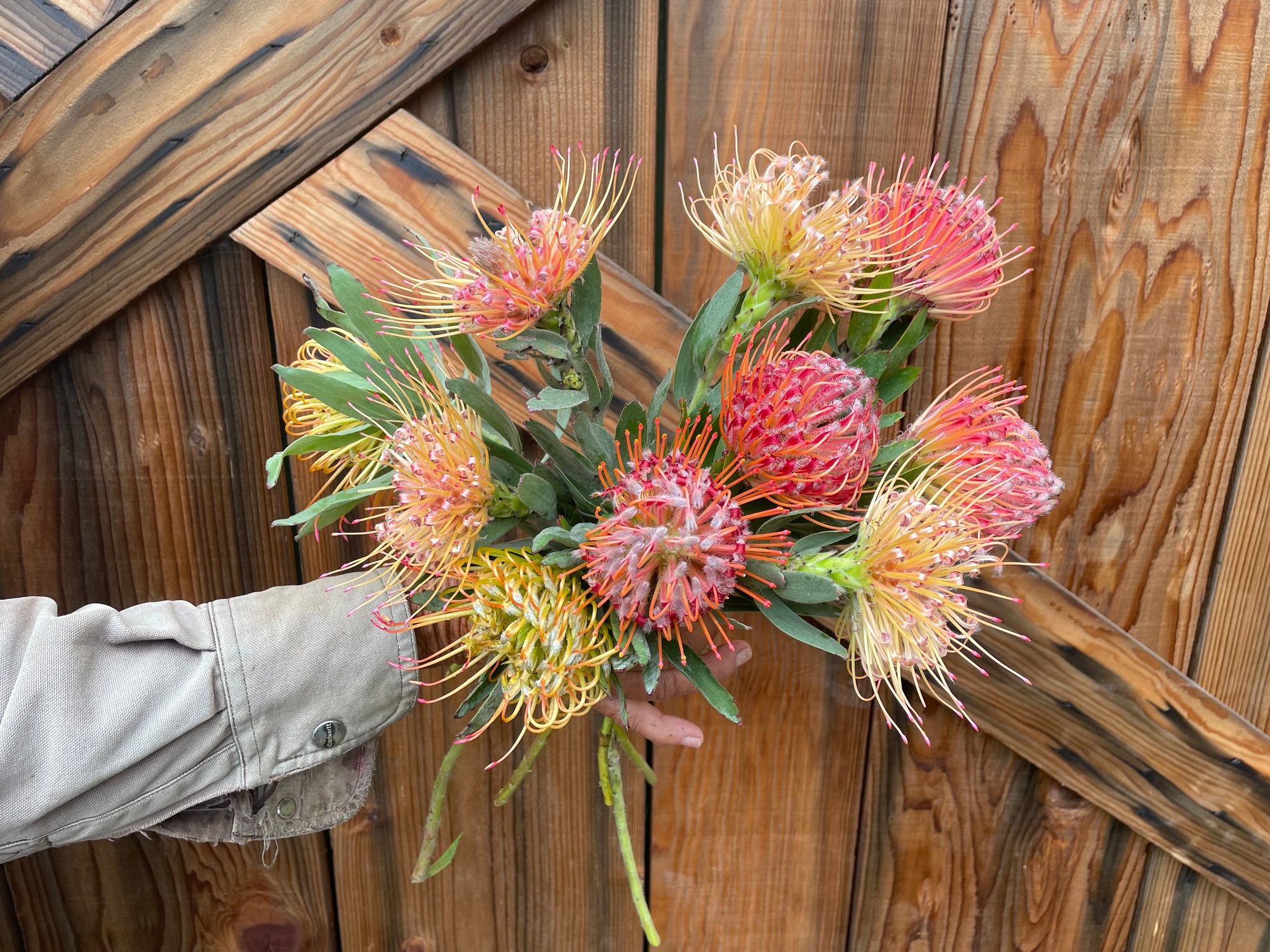 LEUCOSPERMUM