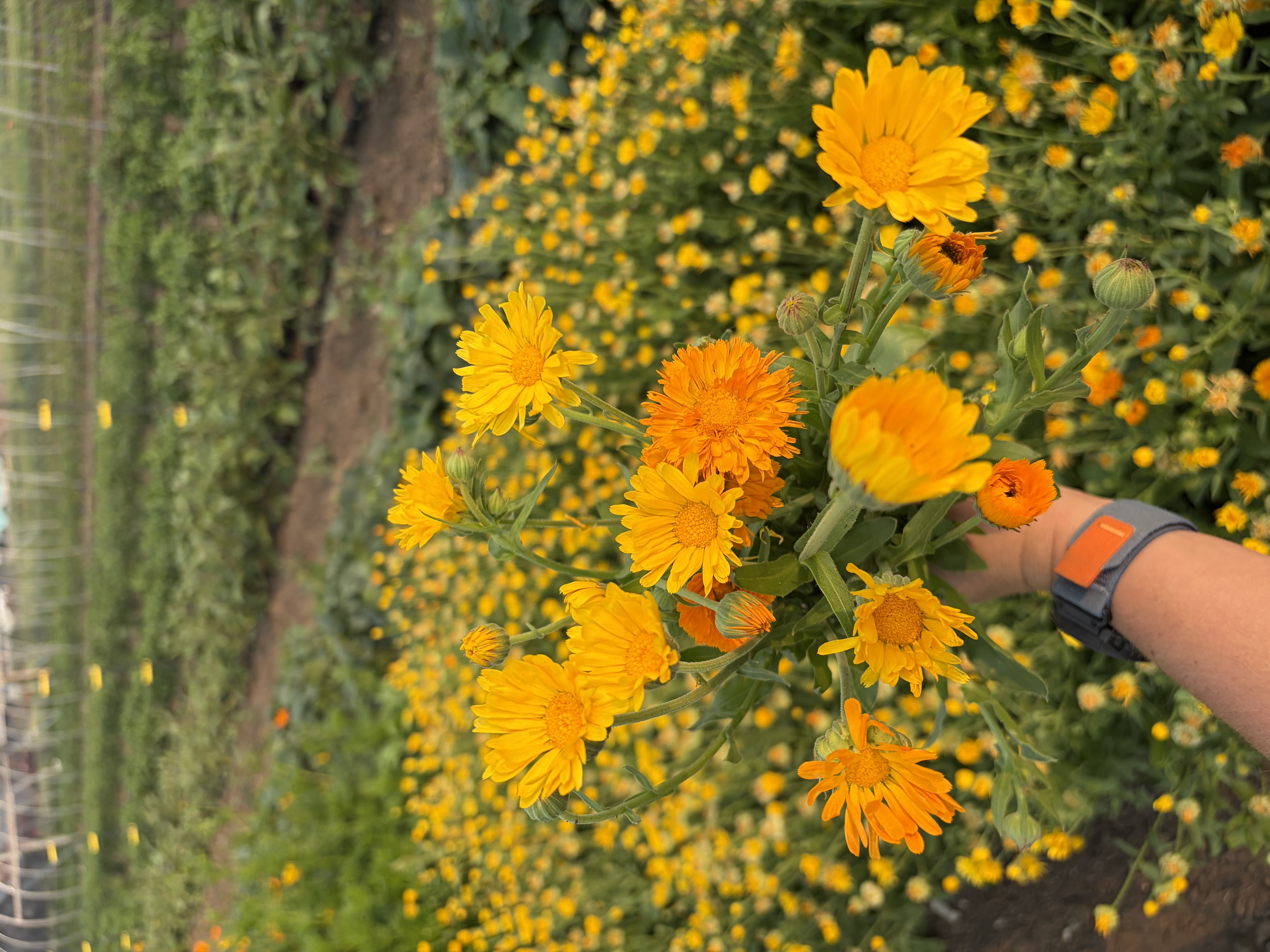 CALENDULA officinalis Alpha