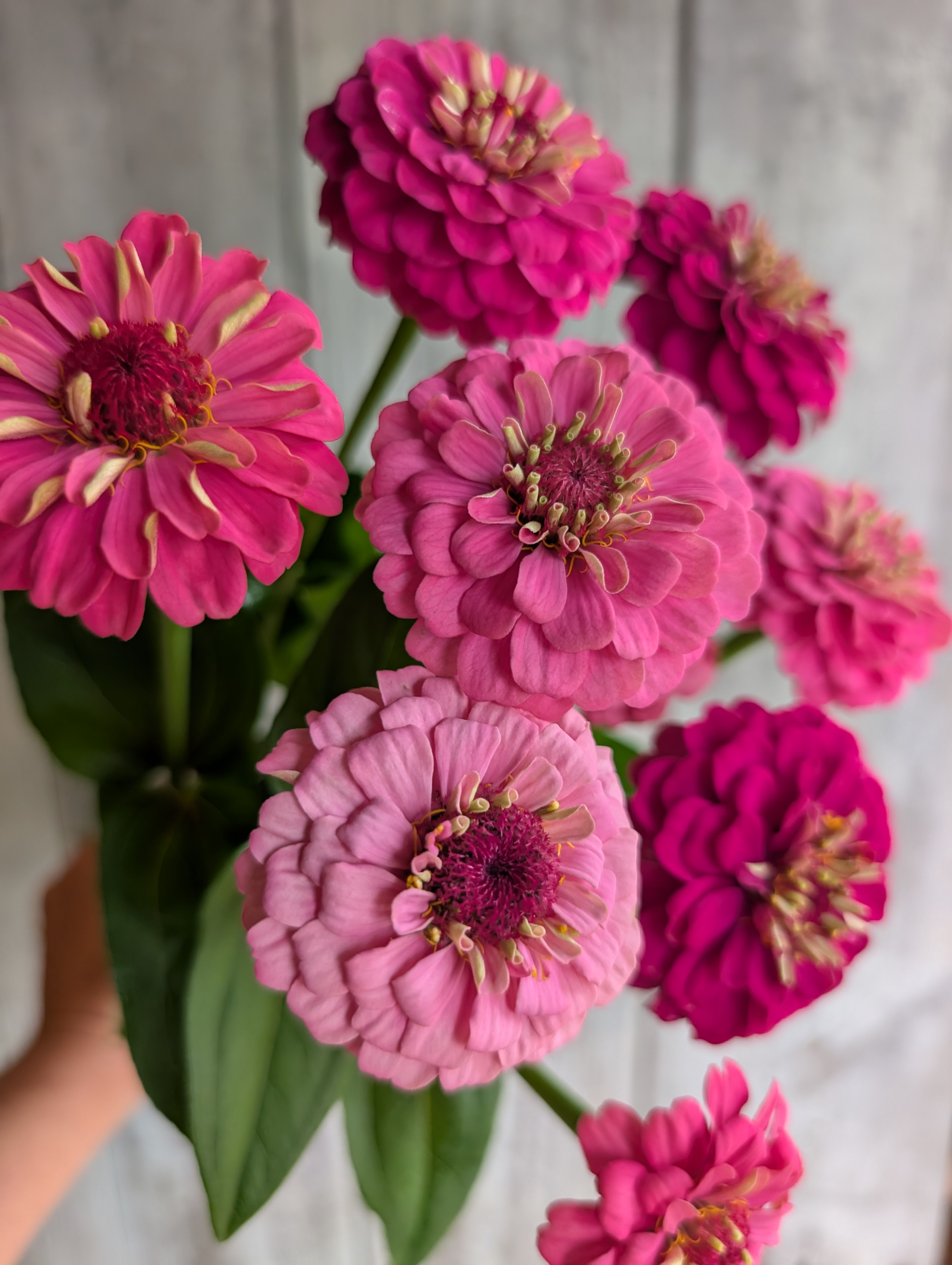 ZINNIA elegans Oklahoma Carmine Rose