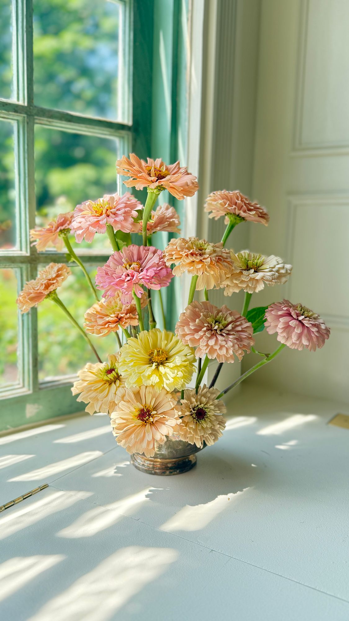 ZINNIA elegans Ballerina