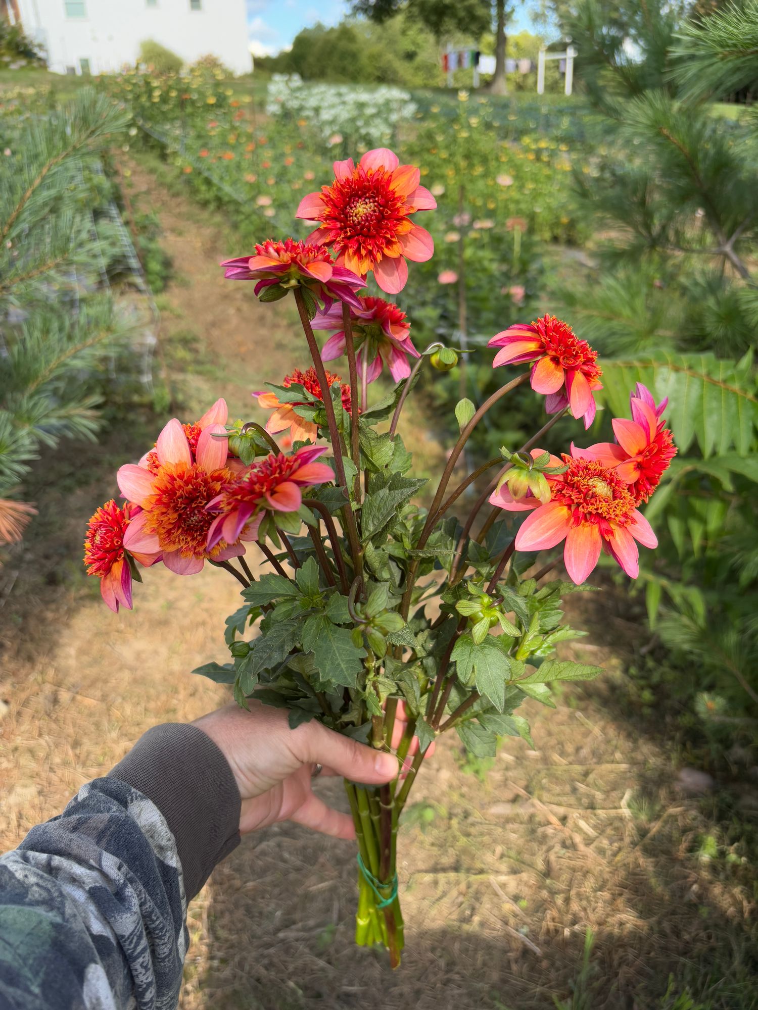 DAHLIA Totally Tangerine