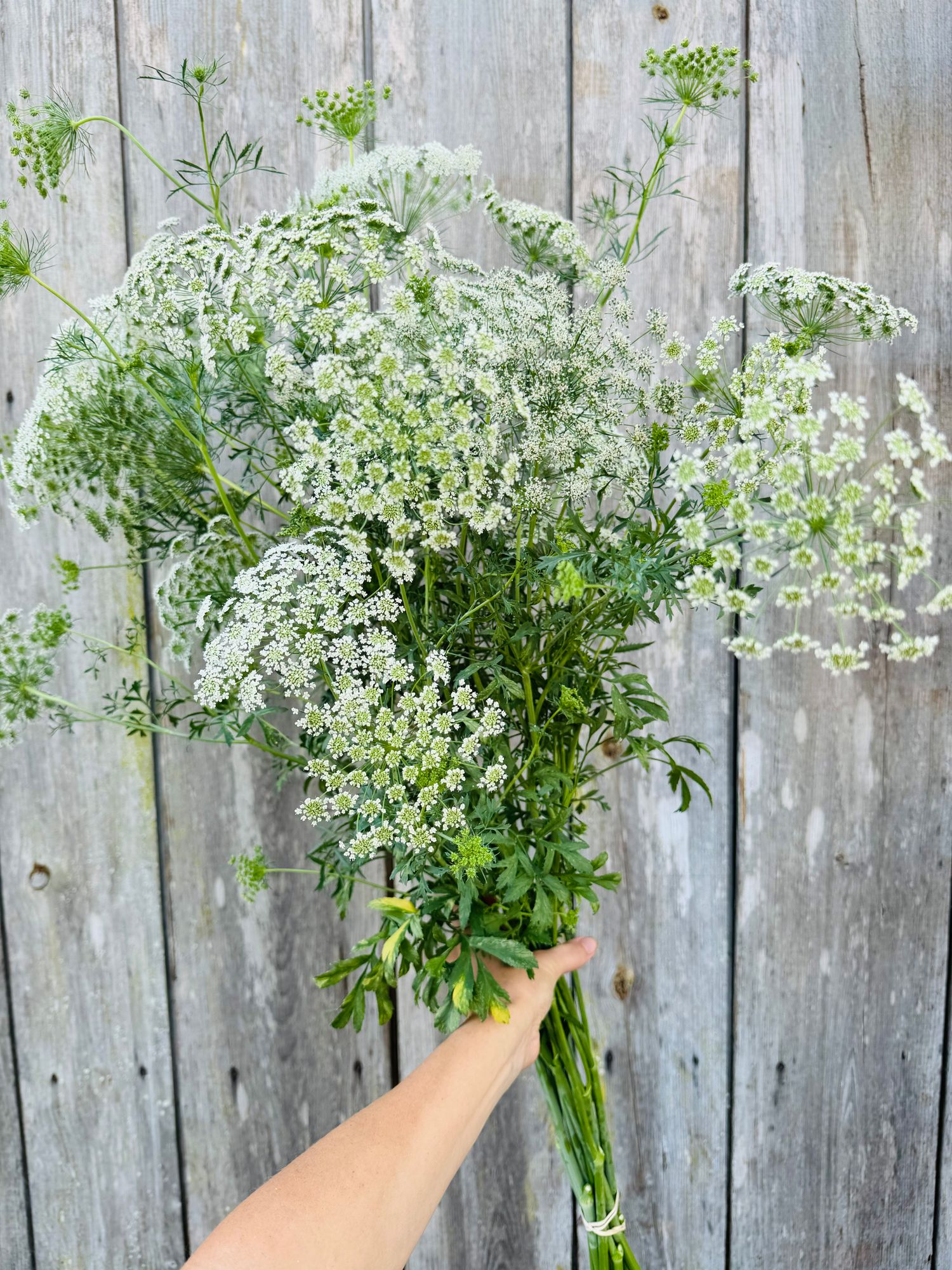 AMMI visnaga Green Mist