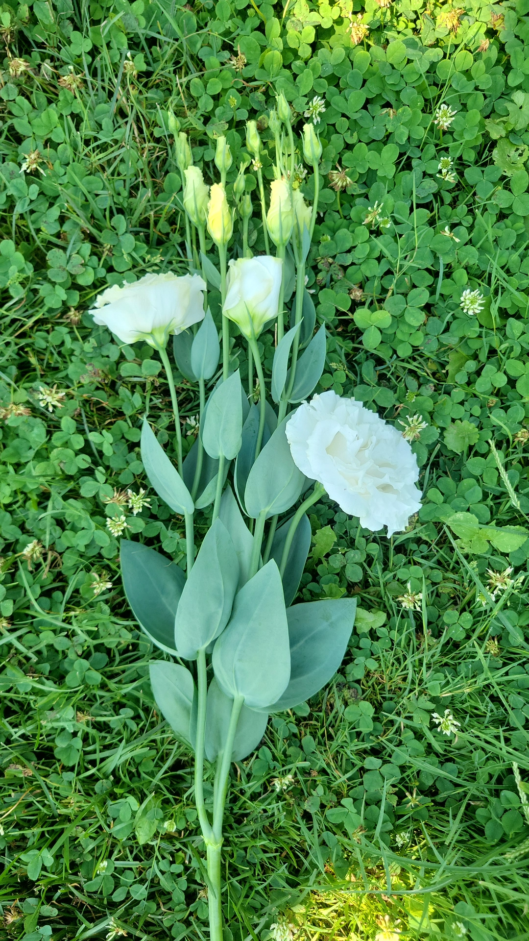 EUSTOMA grandiflorum Megalo White