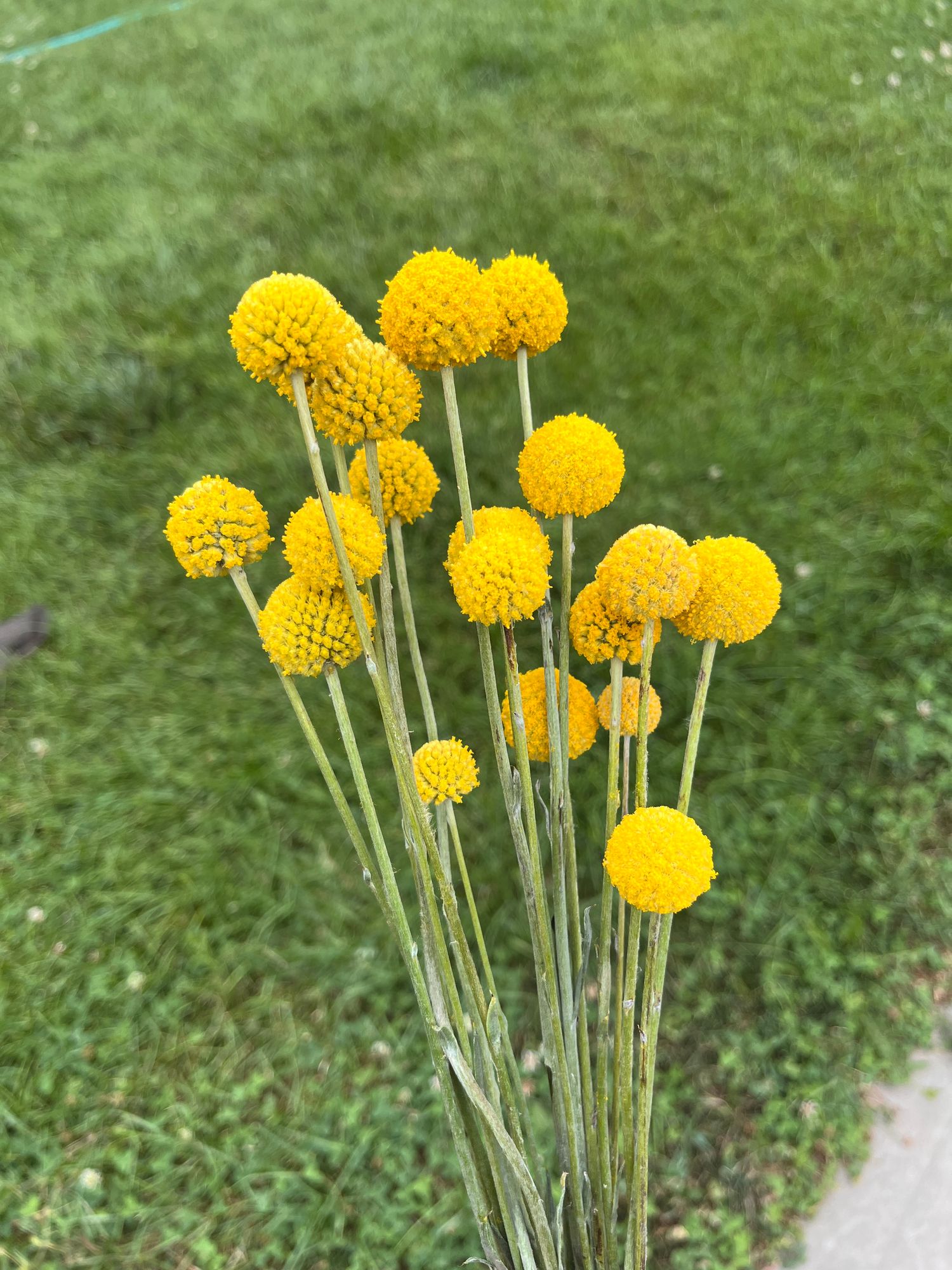 CRASPEDIA globosa Sun Ball