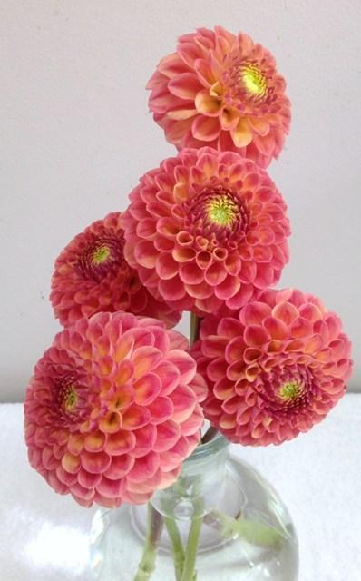 DAHLIA Sun Spot