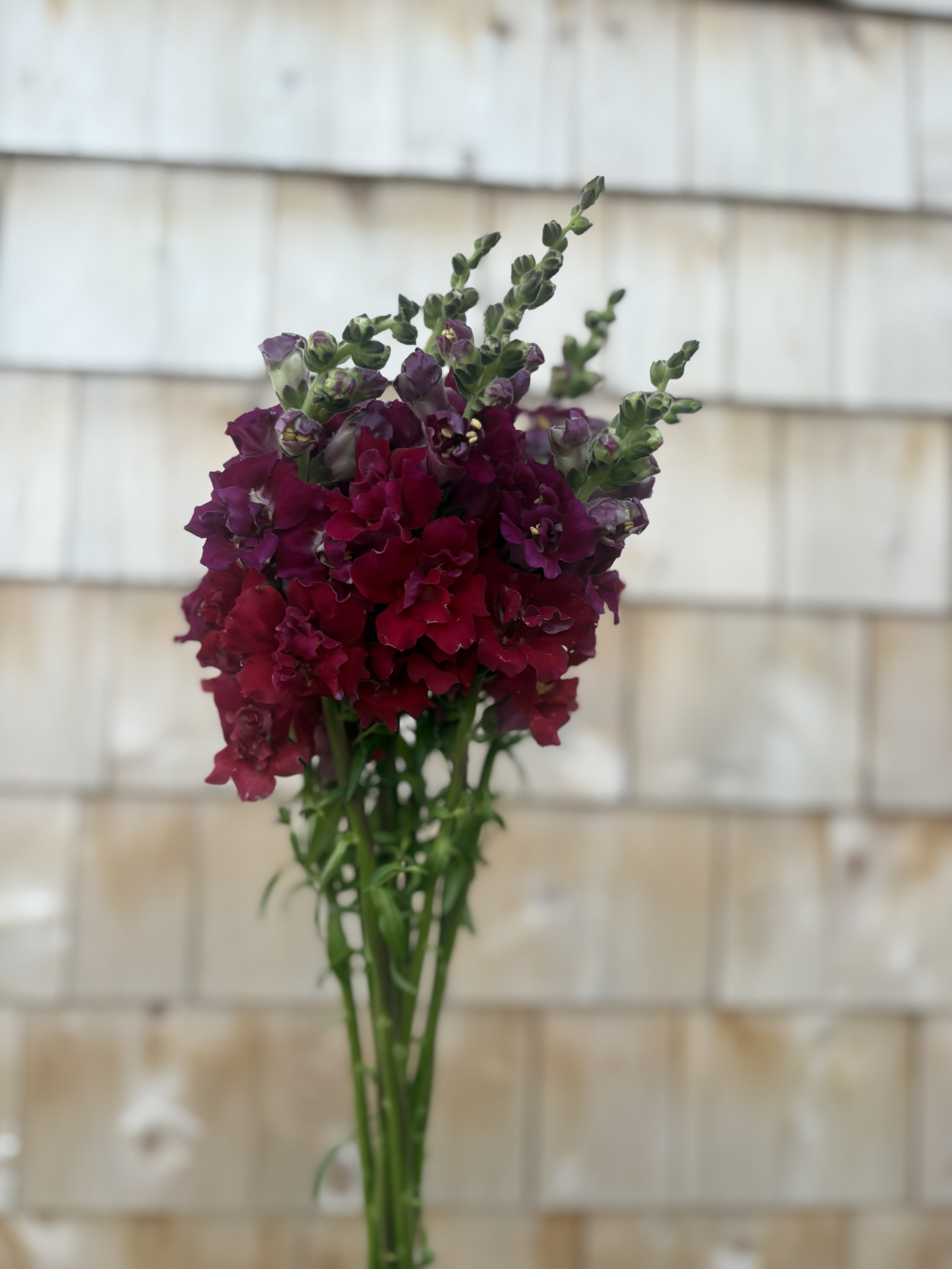 ANTIRRHINUM majus Madame Butterfly Red