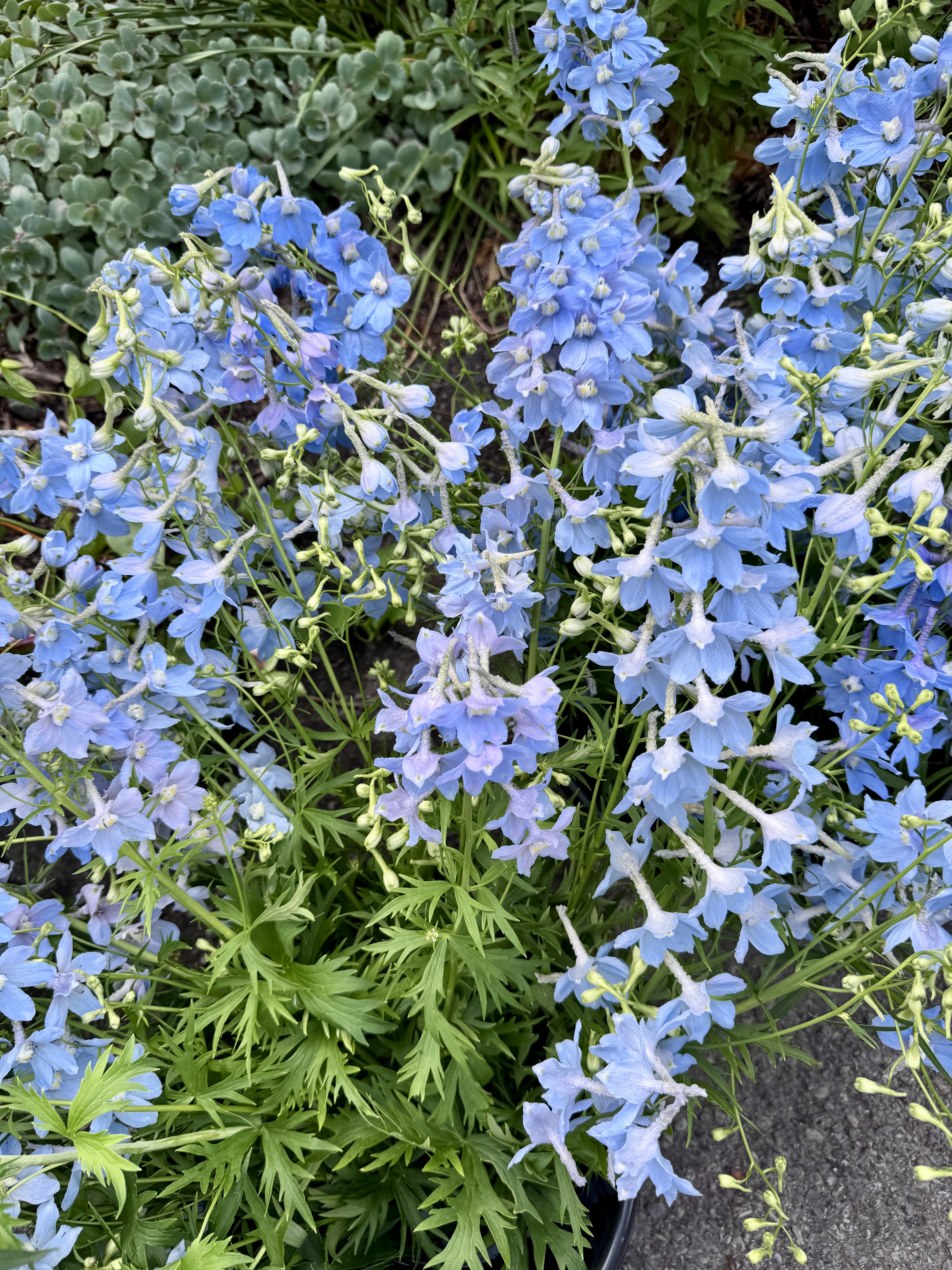 DELPHINIUM x belladonna Cliveden Beauty