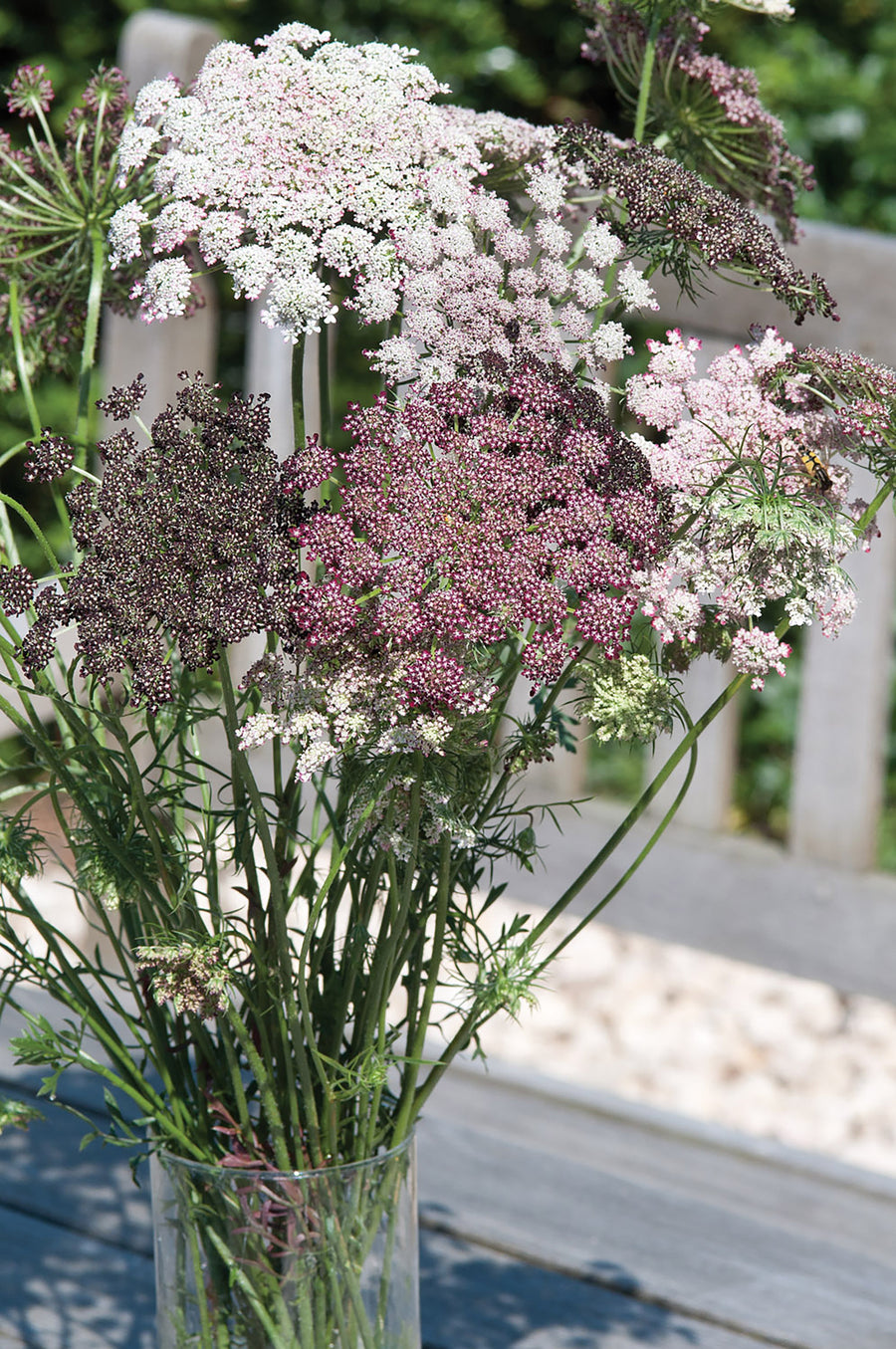 DAUCUS carota Dara