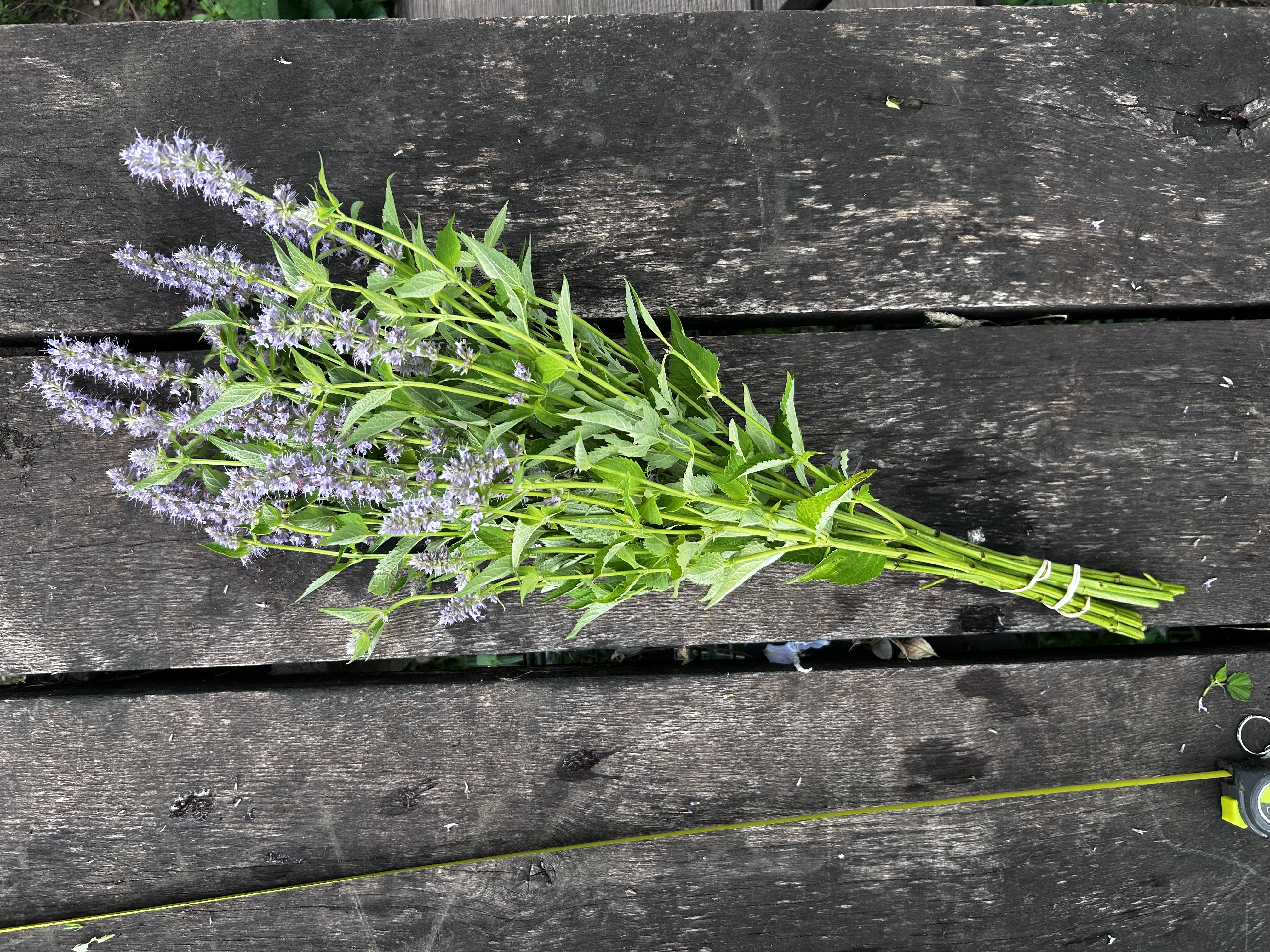 AGASTACHE x Blue Fortune