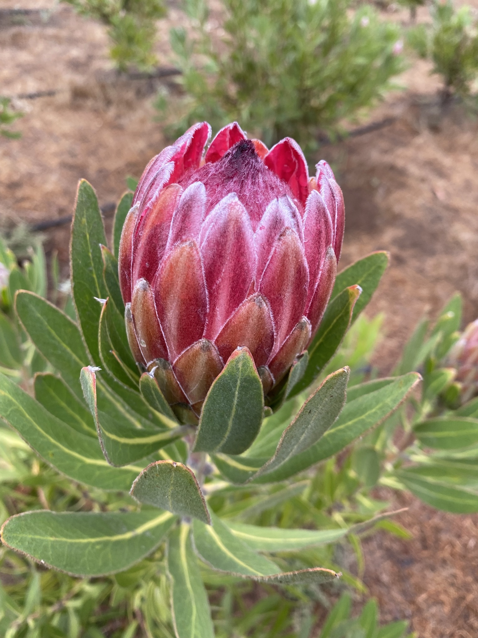 PROTEA neriifolia x susannae Pink Ice
