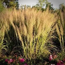 CALAMAGROSTIS brachytricha