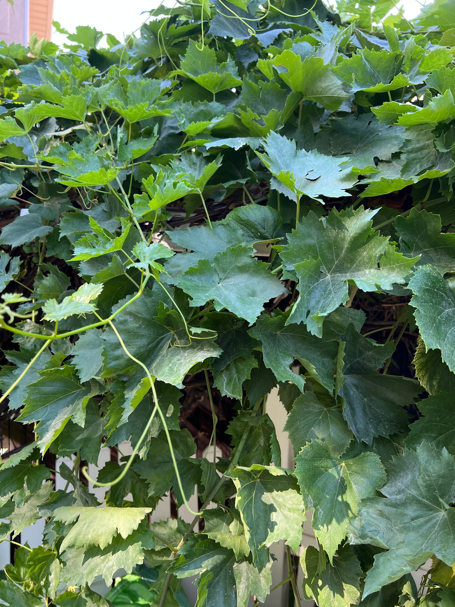 VITIS