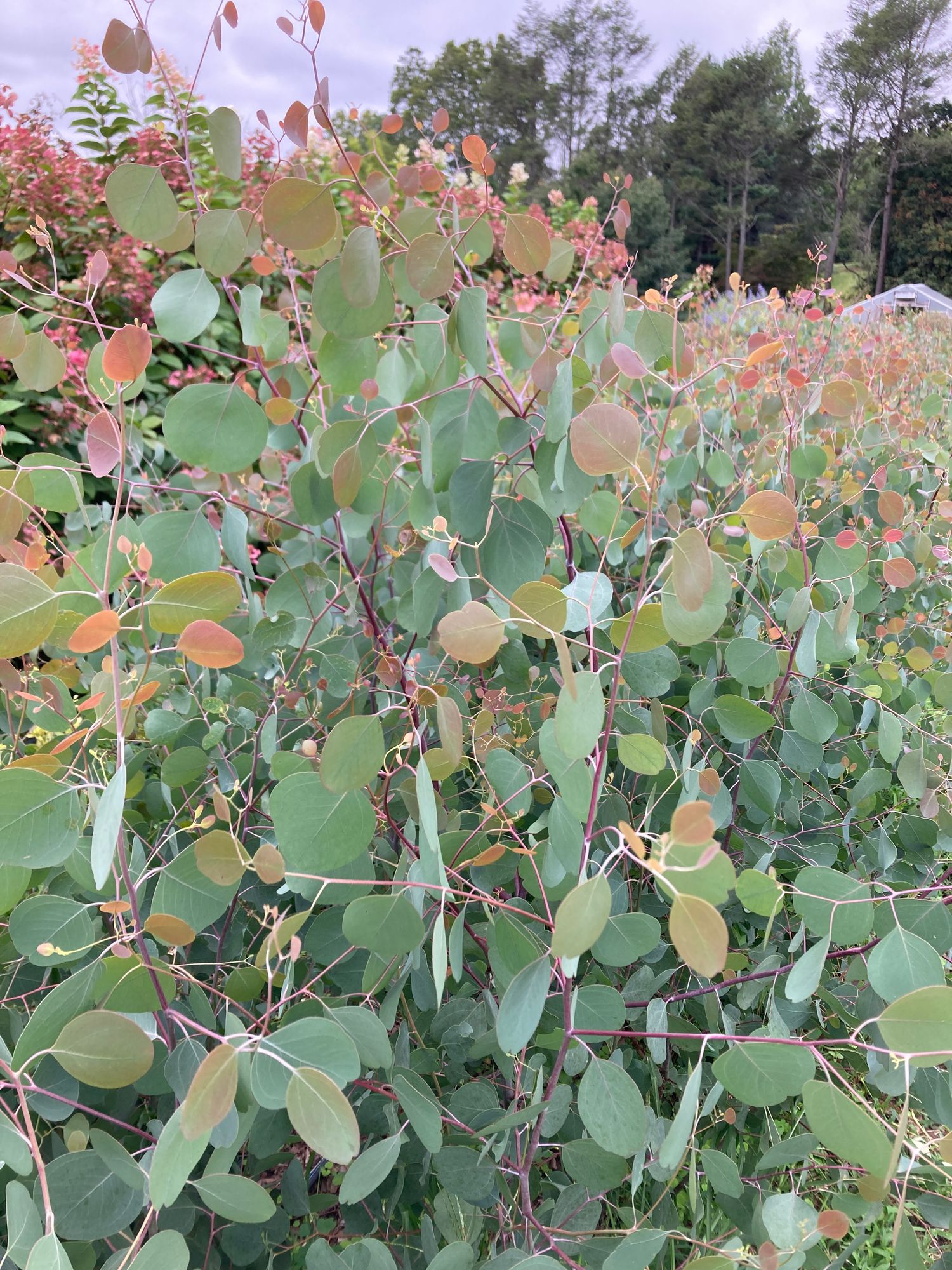 EUCALYPTUS polyanthemos