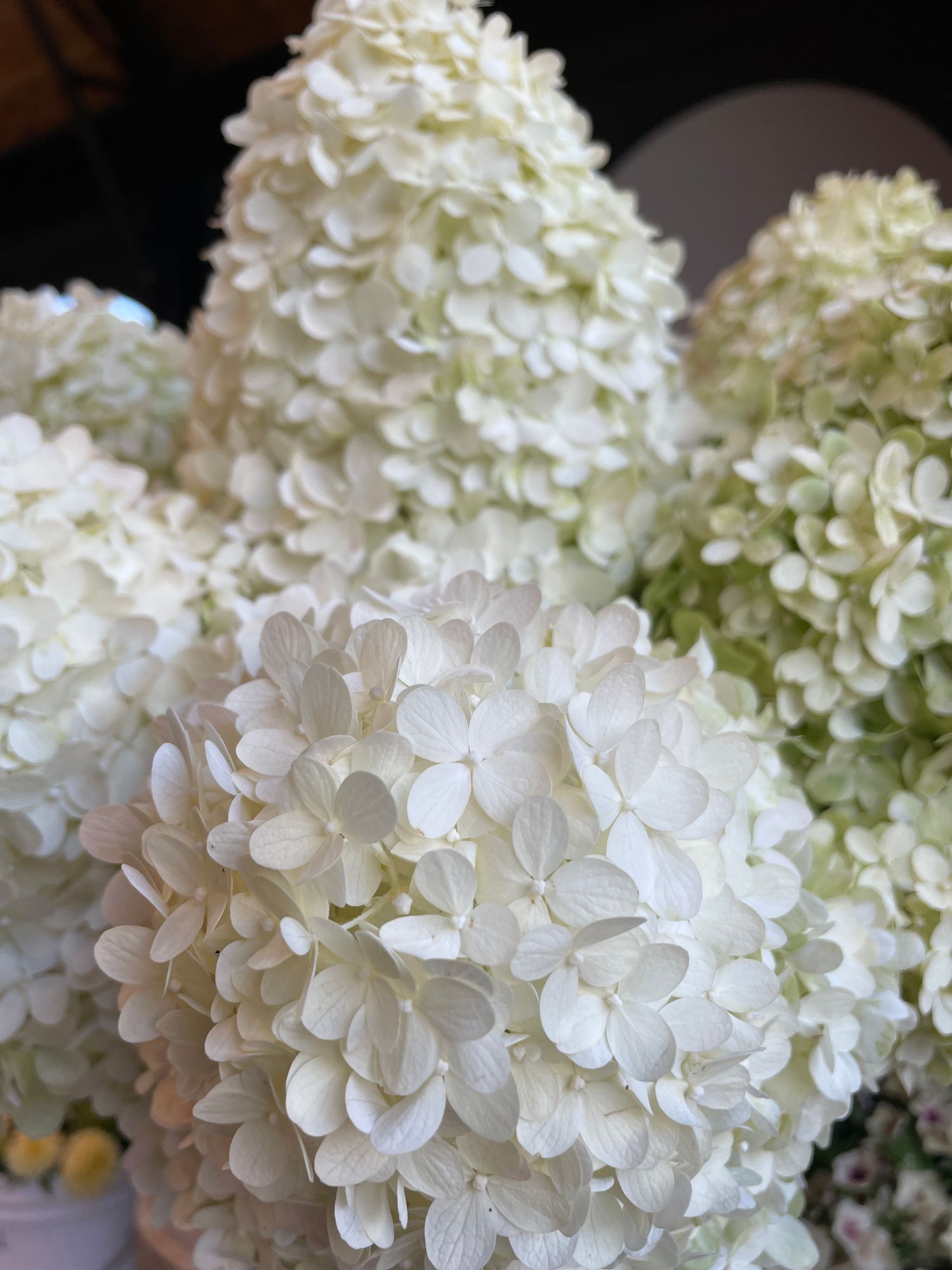 HYDRANGEA paniculata