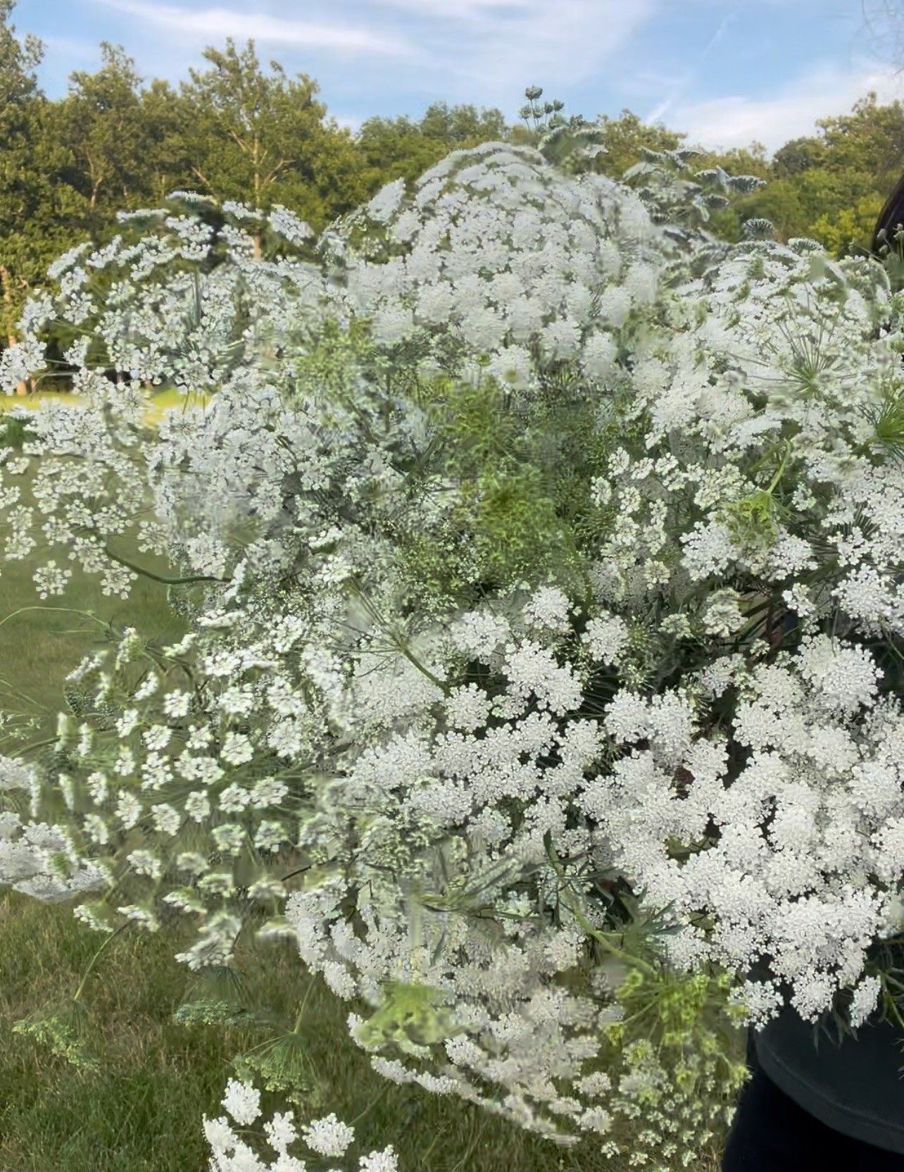 AMMI majus White Dill