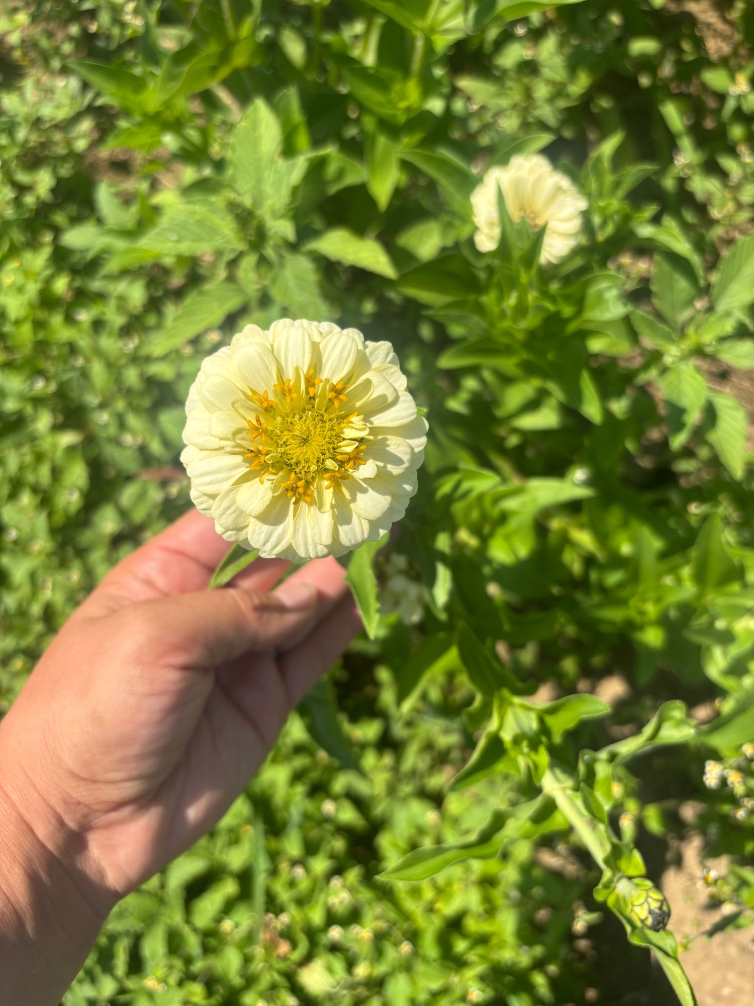 ZINNIA elegans Oklahoma Ivory