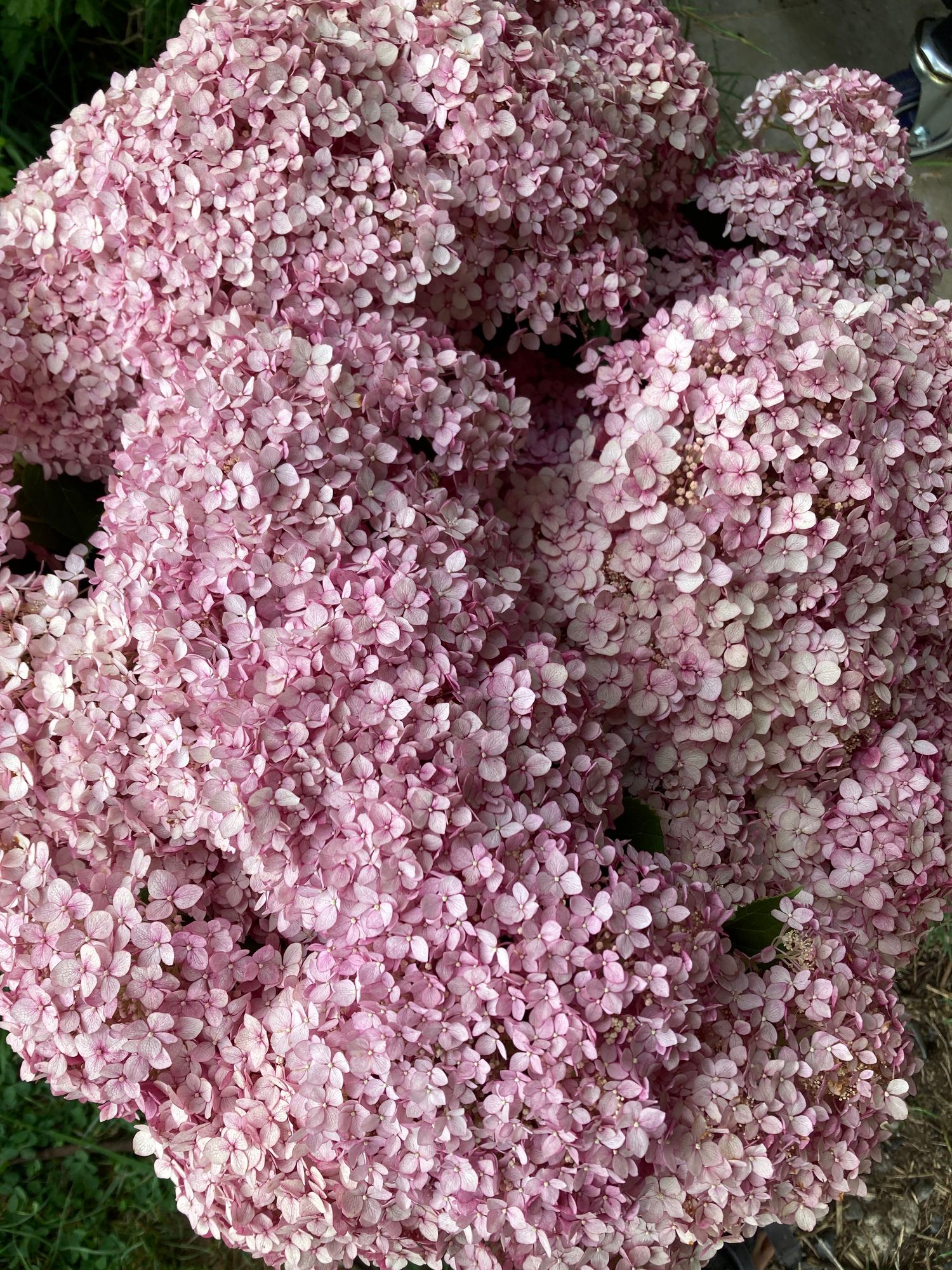 HYDRANGEA arborescens Incrediball