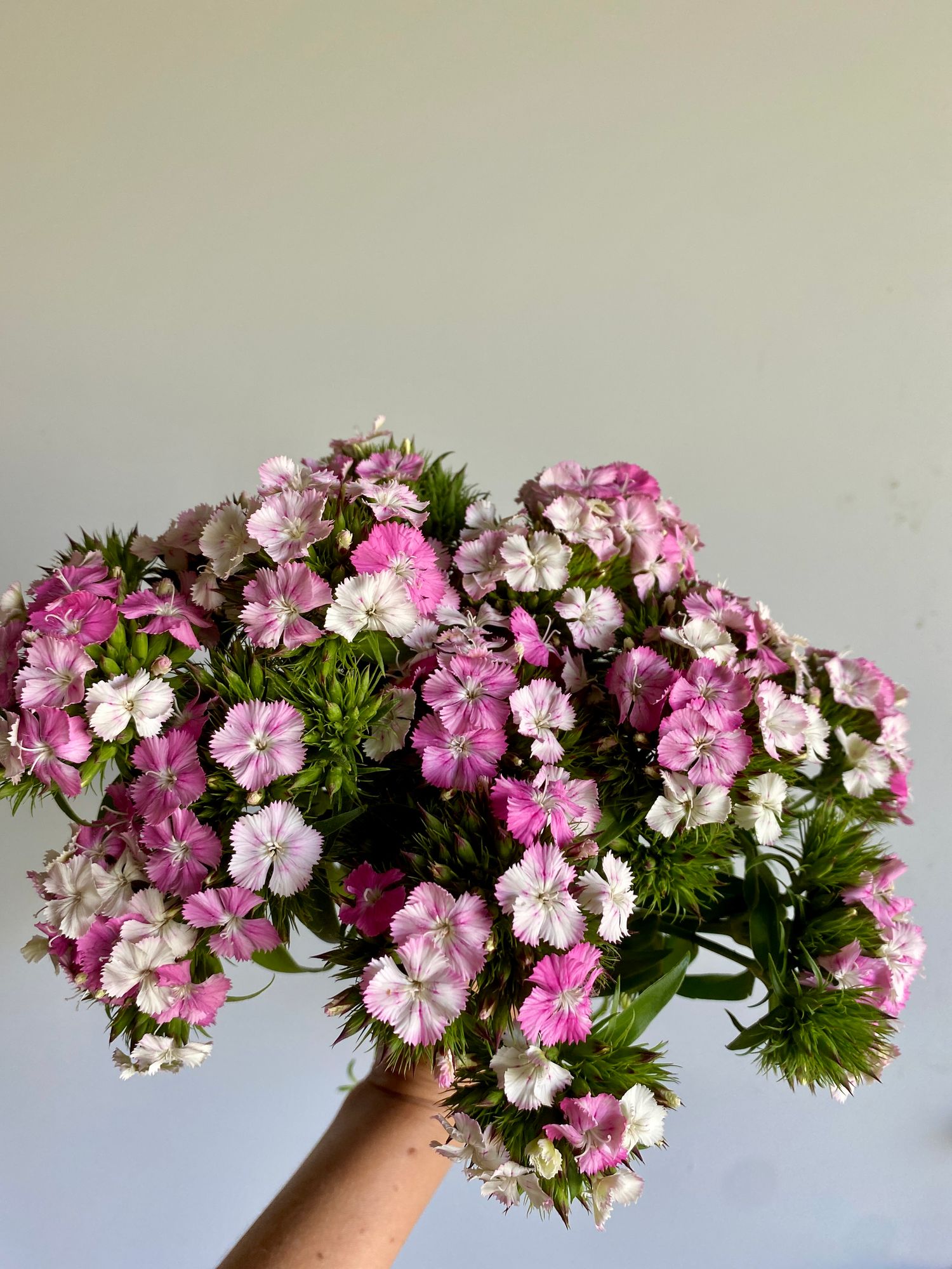 DIANTHUS x barbatus Amazon Rose Magic