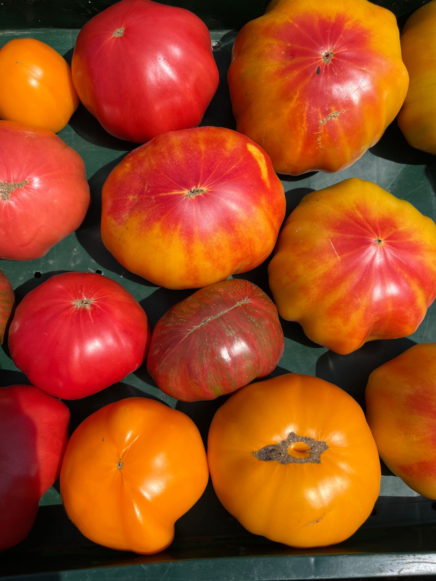 Tomatoes, Heirlooms
