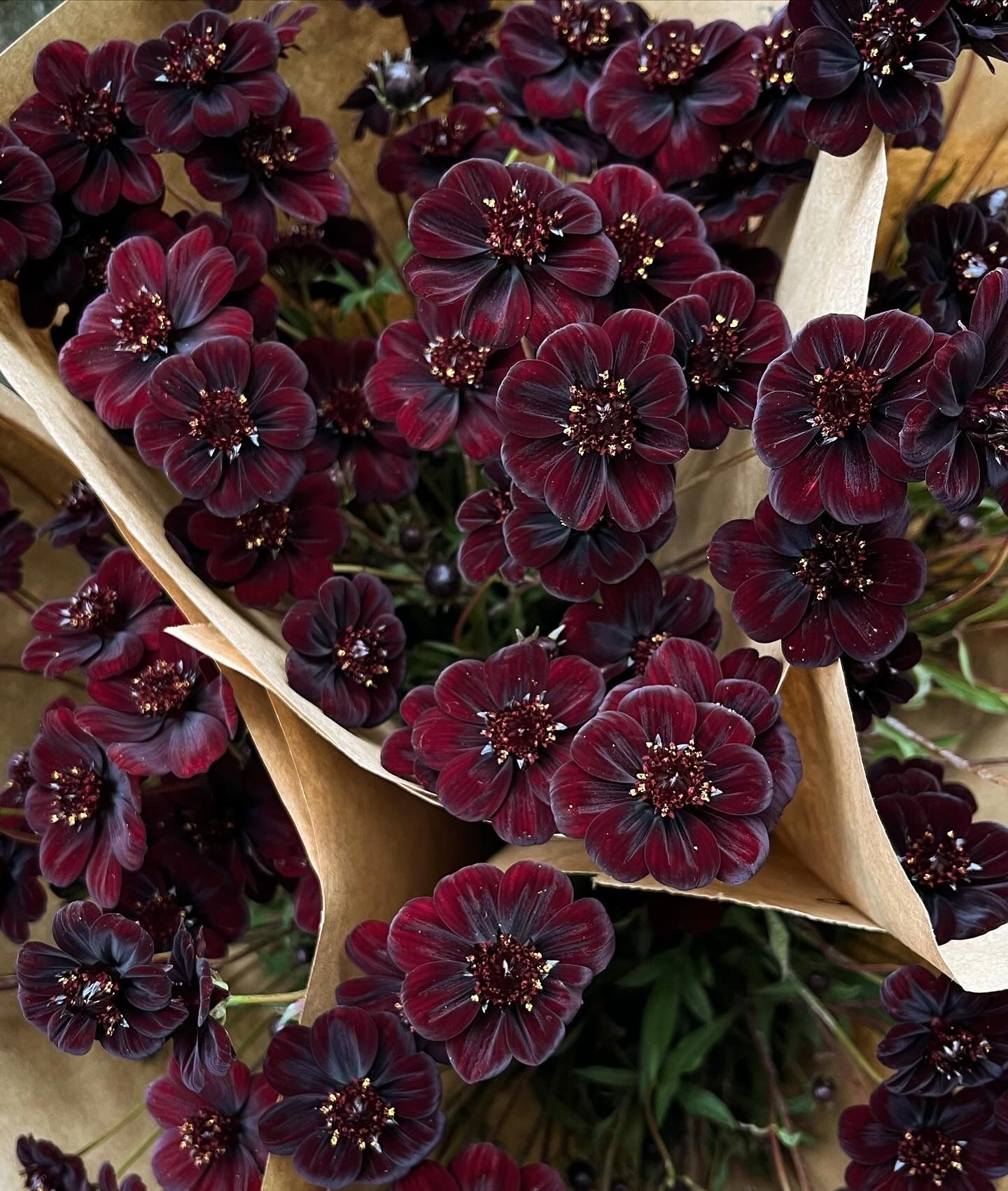 COSMOS atrosanguineus New Choco
