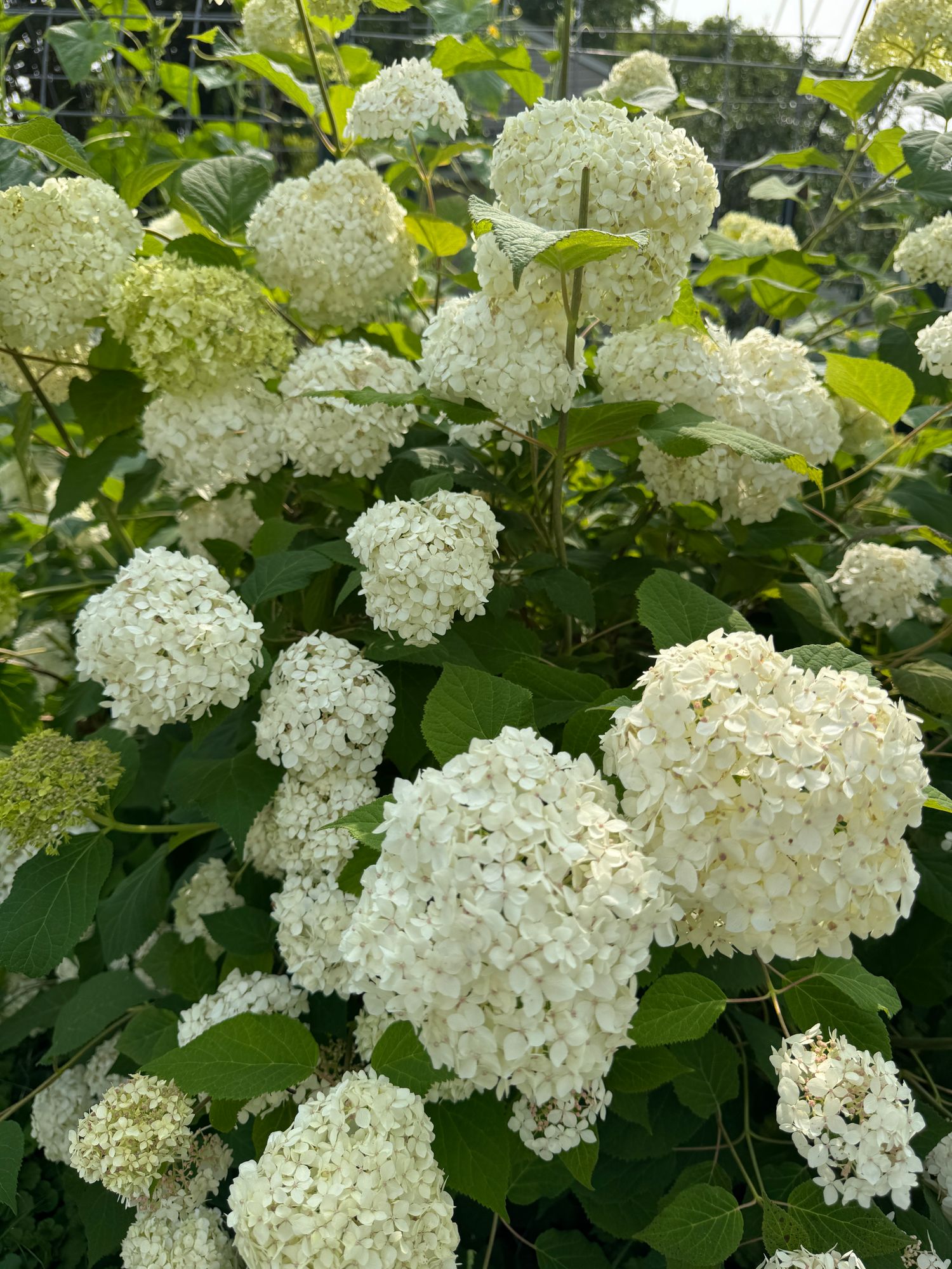 HYDRANGEA arborescens Invincibelle Limetta