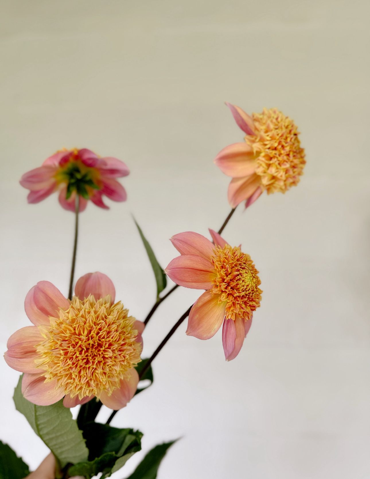 DAHLIA Sandia Brocade