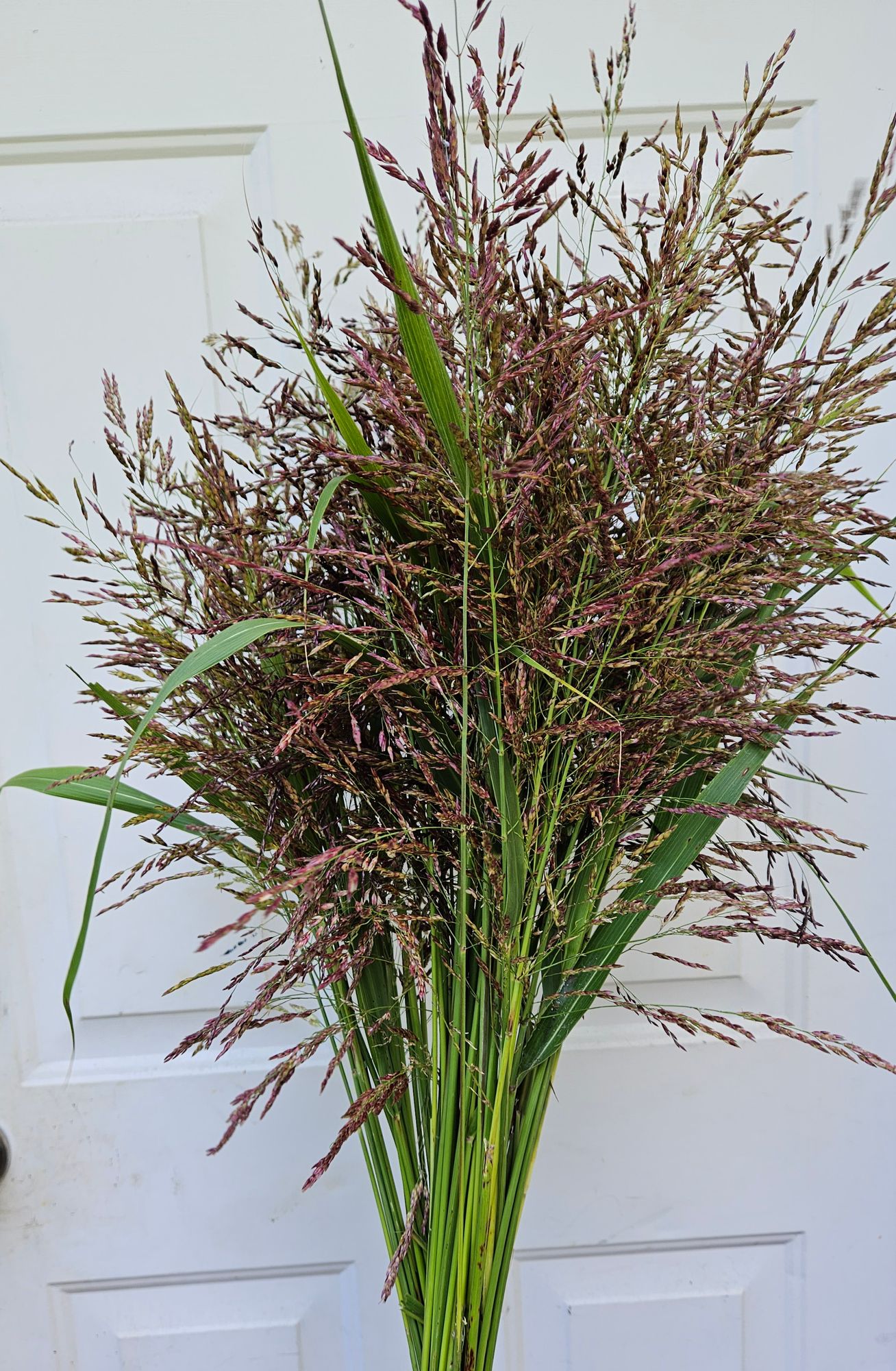 ORNAMENTAL GRASS