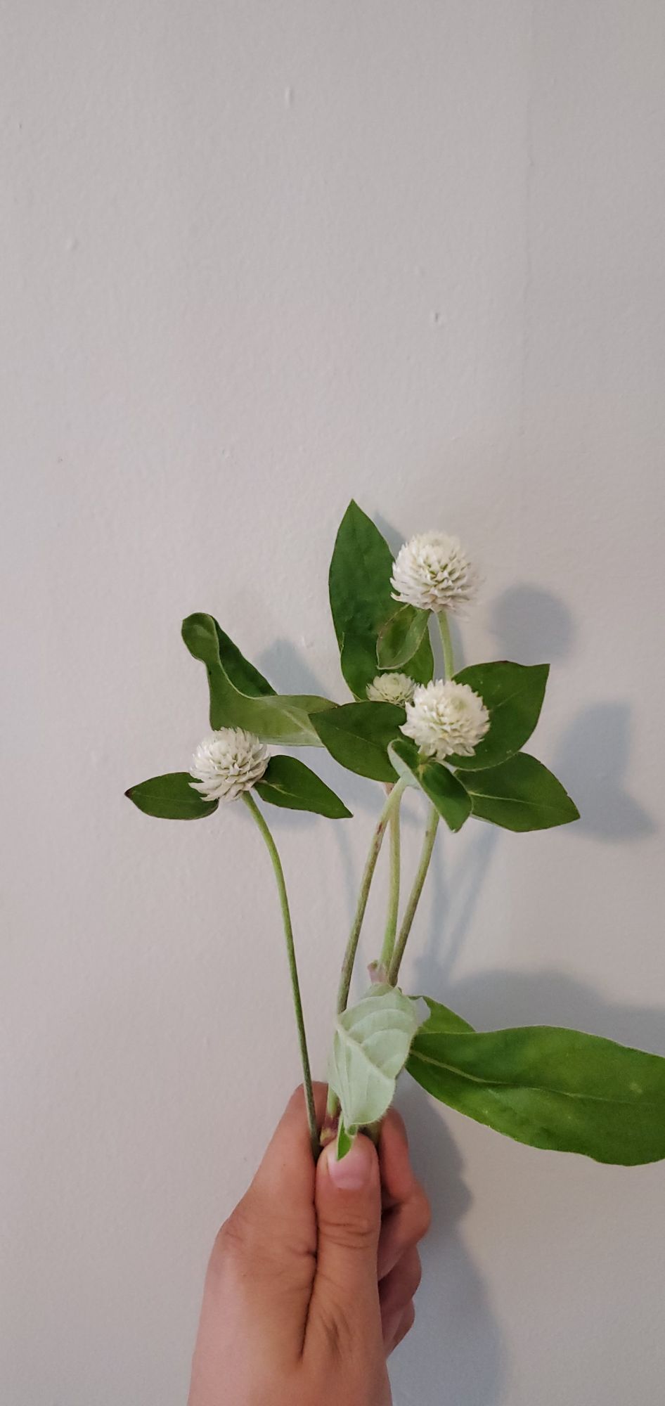 GOMPHRENA globosa QIS