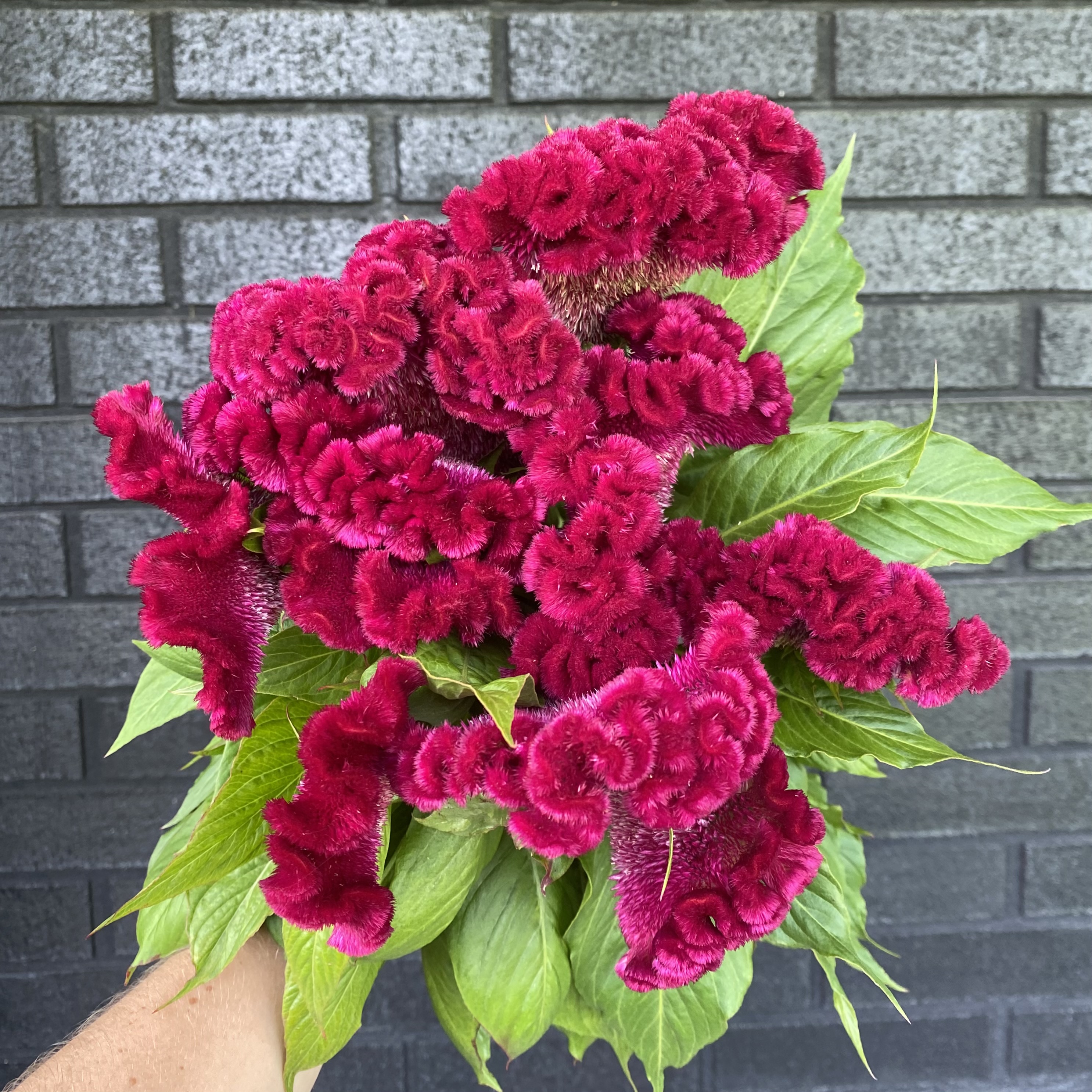 CELOSIA argentea var. cristata Cramer's Burgundy