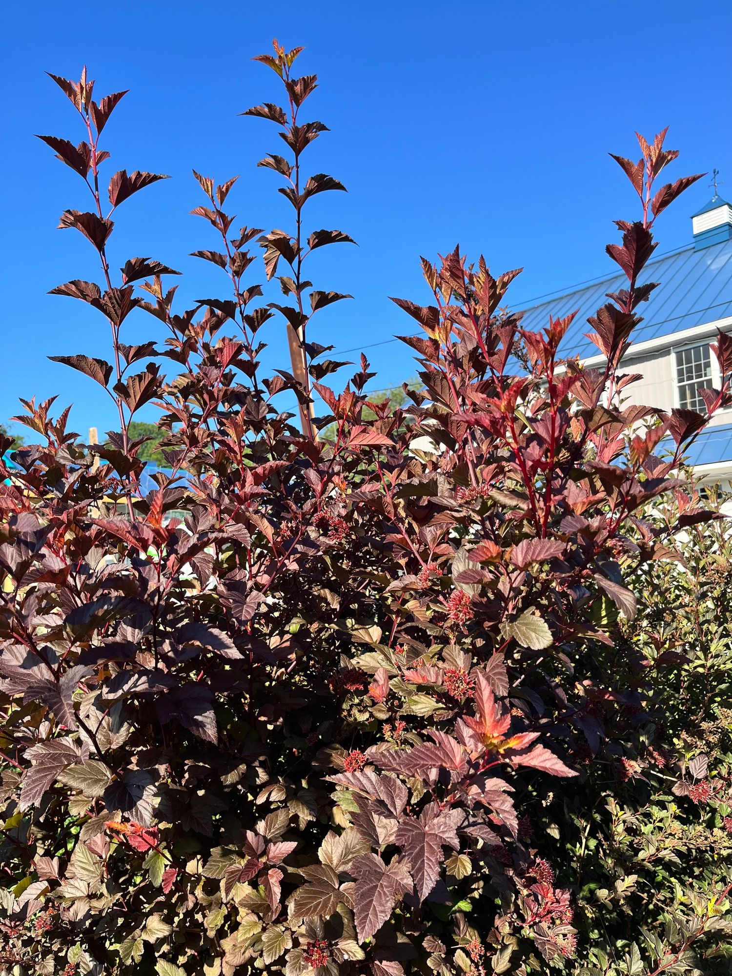 PHYSOCARPUS opulifolius